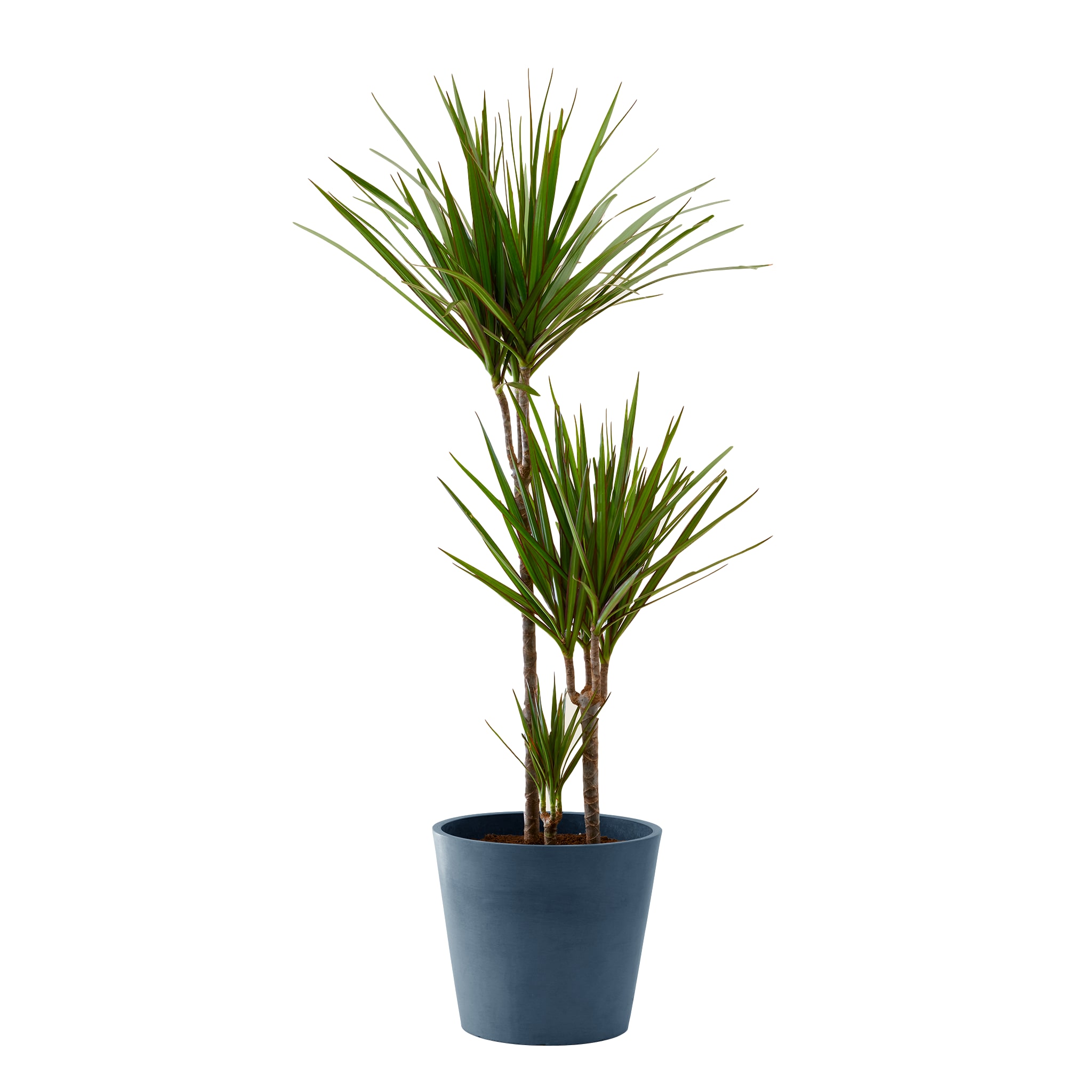 Plante d'intérieur - Dracaena 125 cm en pot bleu nuit