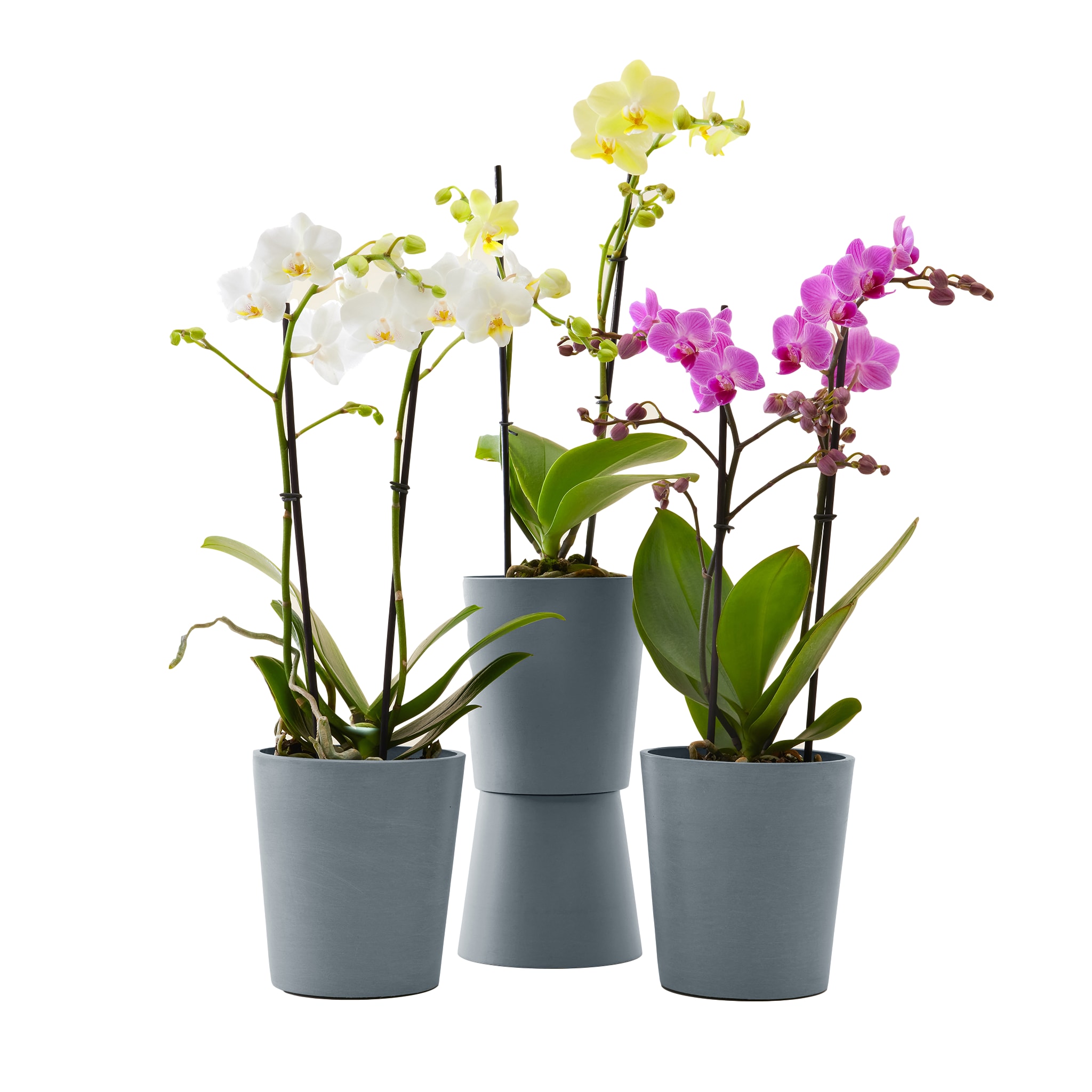 Plante - Trio d'orchidées de 50 cm en pot bleu gris (photo) Plante - Trio d'orchidées de 50 cm en pot bleu gris