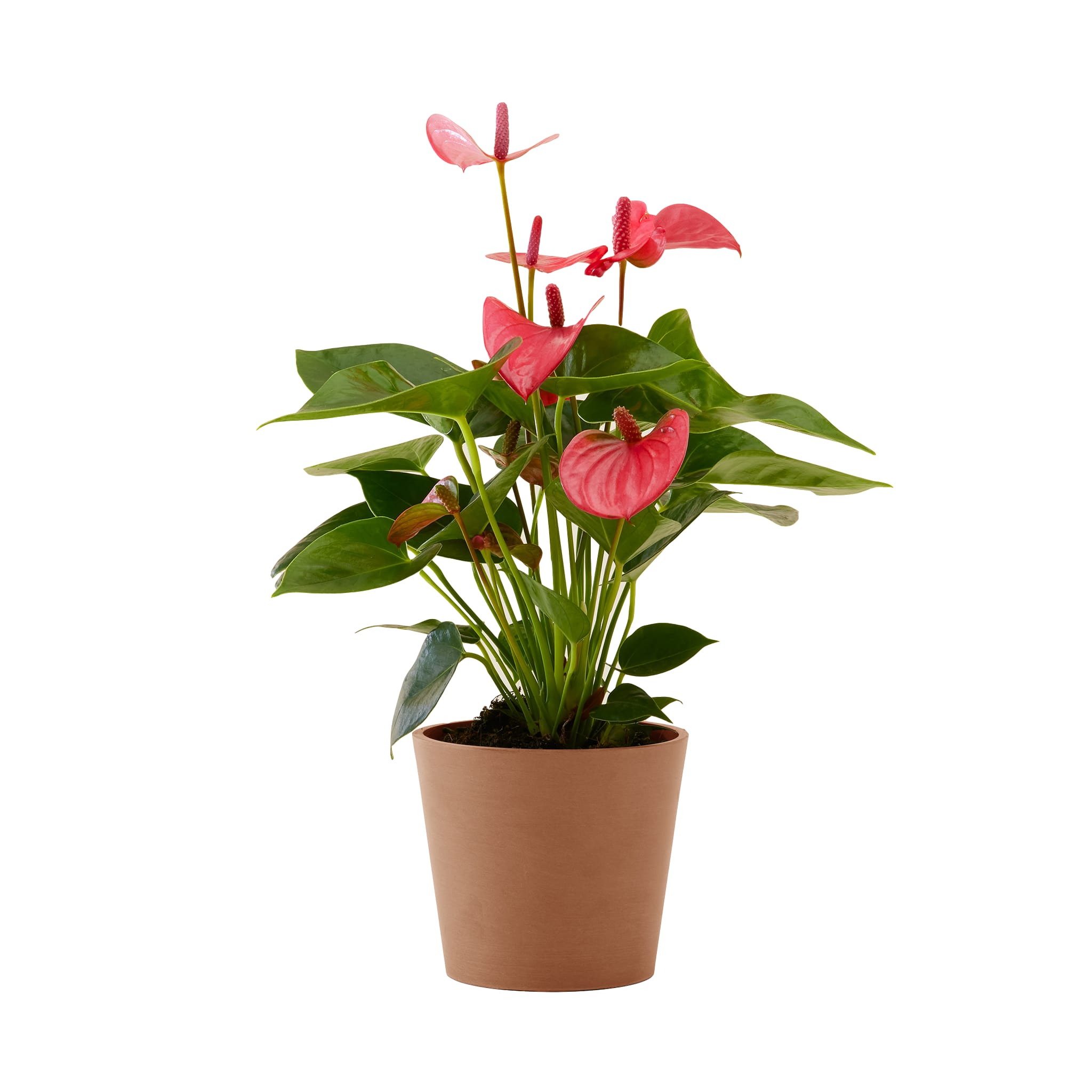 Plante d'intérieur - Anthurium rose 50 cm en pot terra