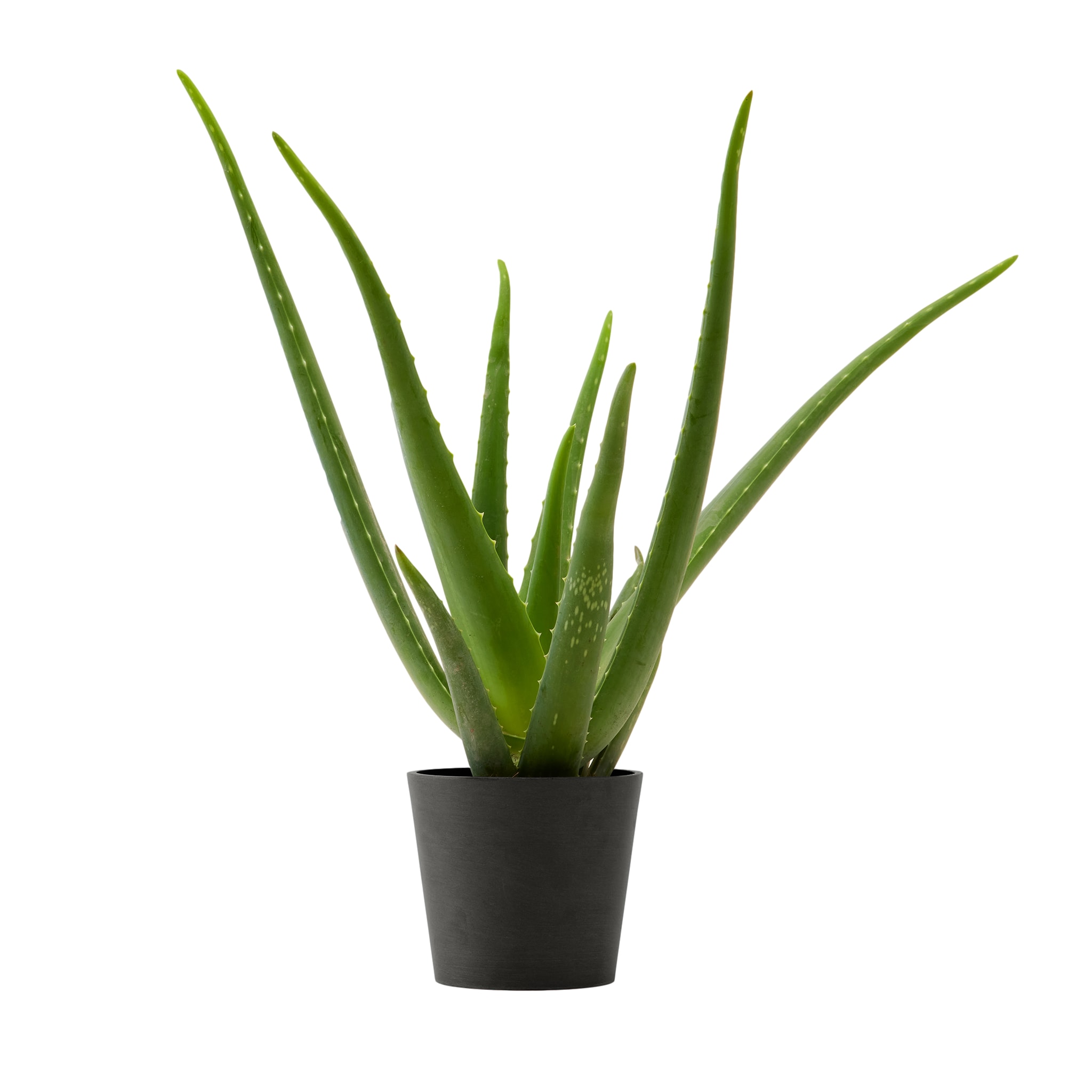 Plante d'intérieur - Aloe Vera de 25 cm en pot noir