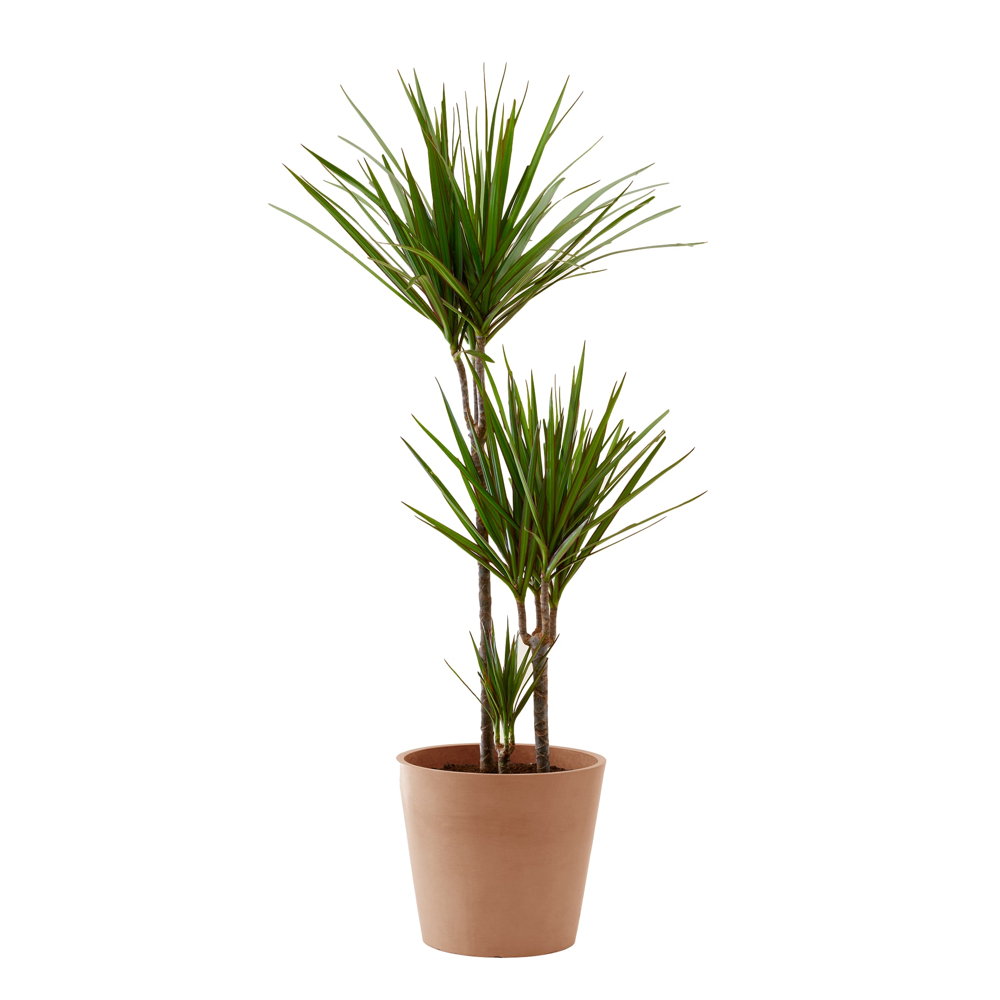 Plante d'intérieur - Dracaena 125 cm en pot terra