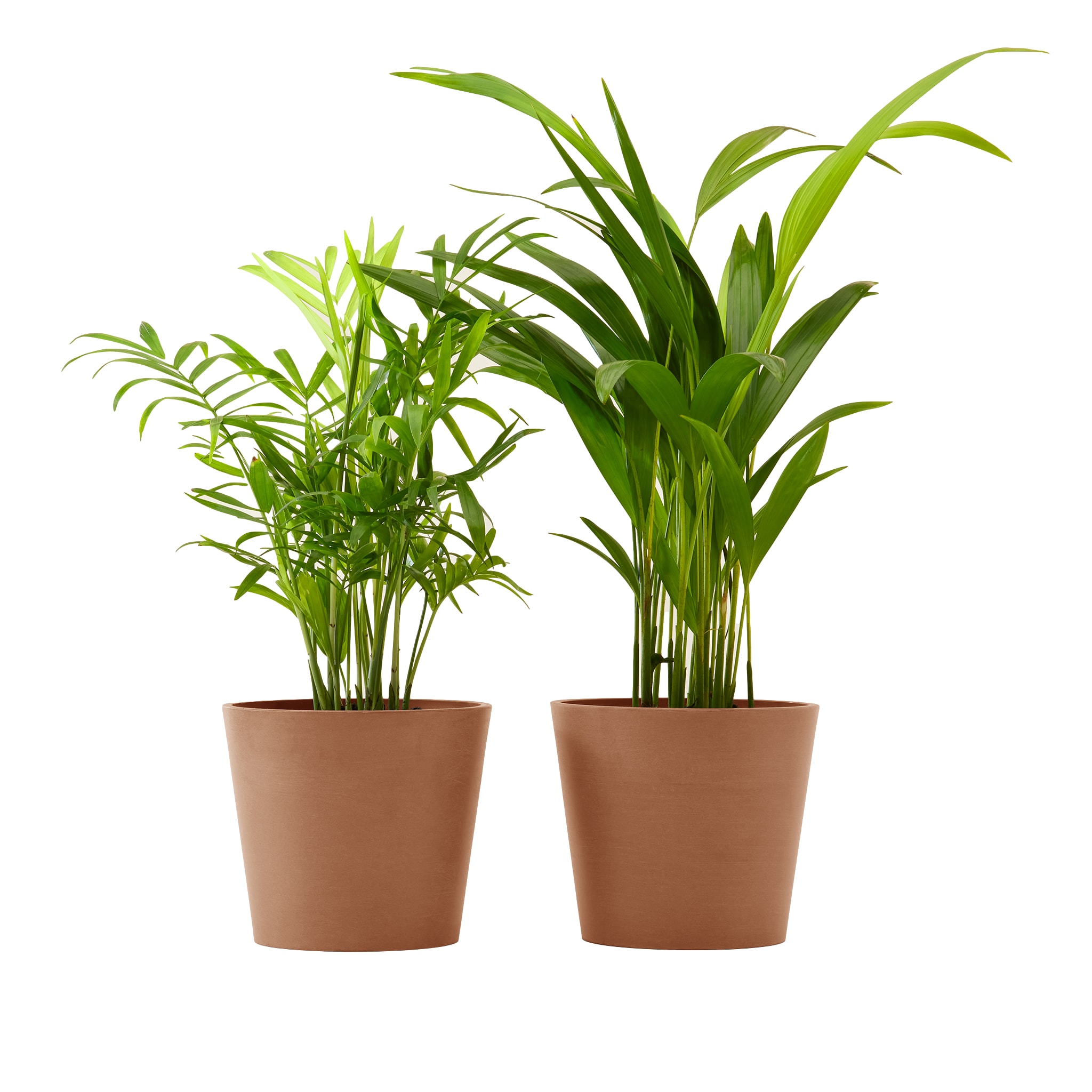 Plante x2 - Palmier areca et chamedora 40 cm pot terra (photo) Plante x2 - Palmier areca et chamedora 40 cm pot terra