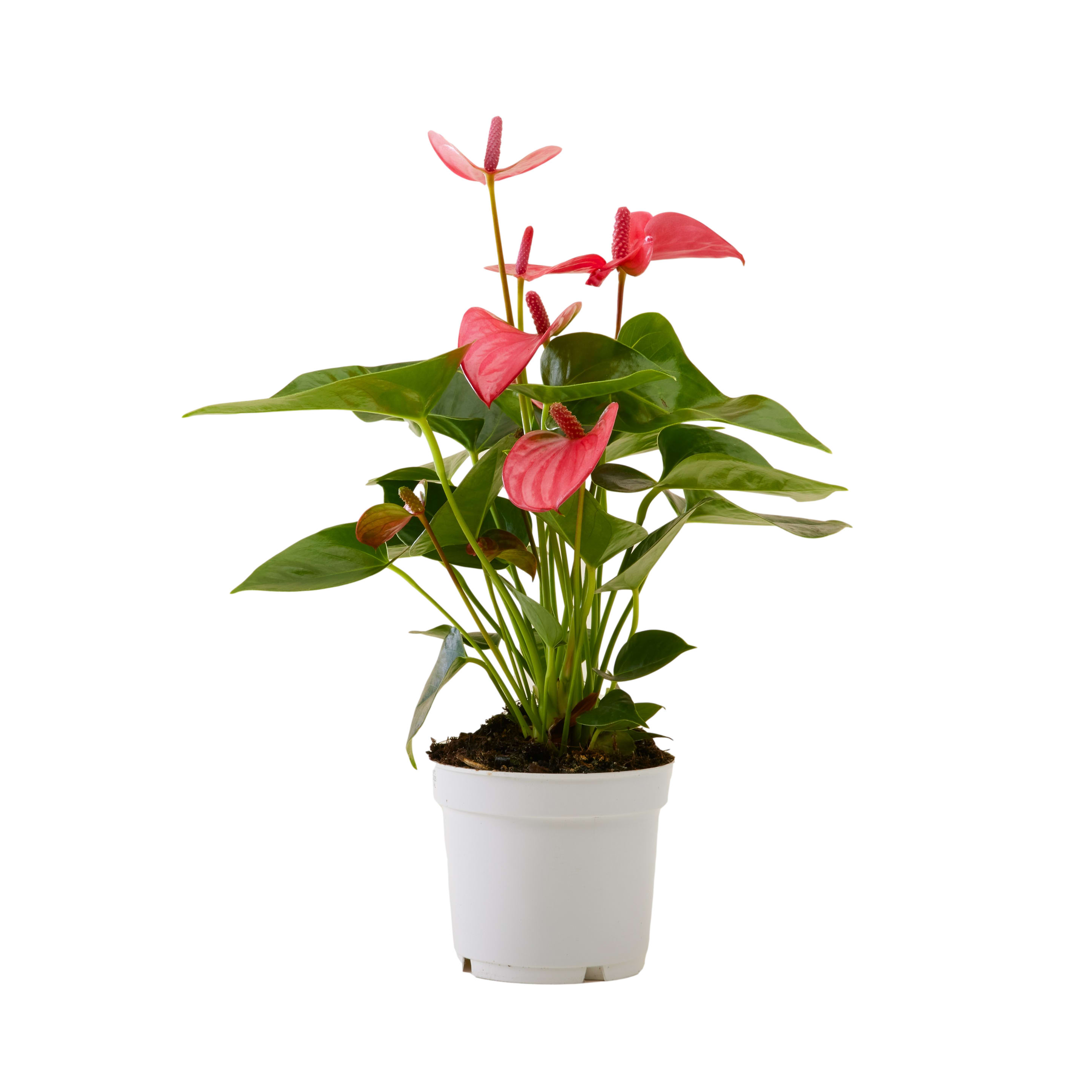 Plante d'intérieur - Anthurium pink champion