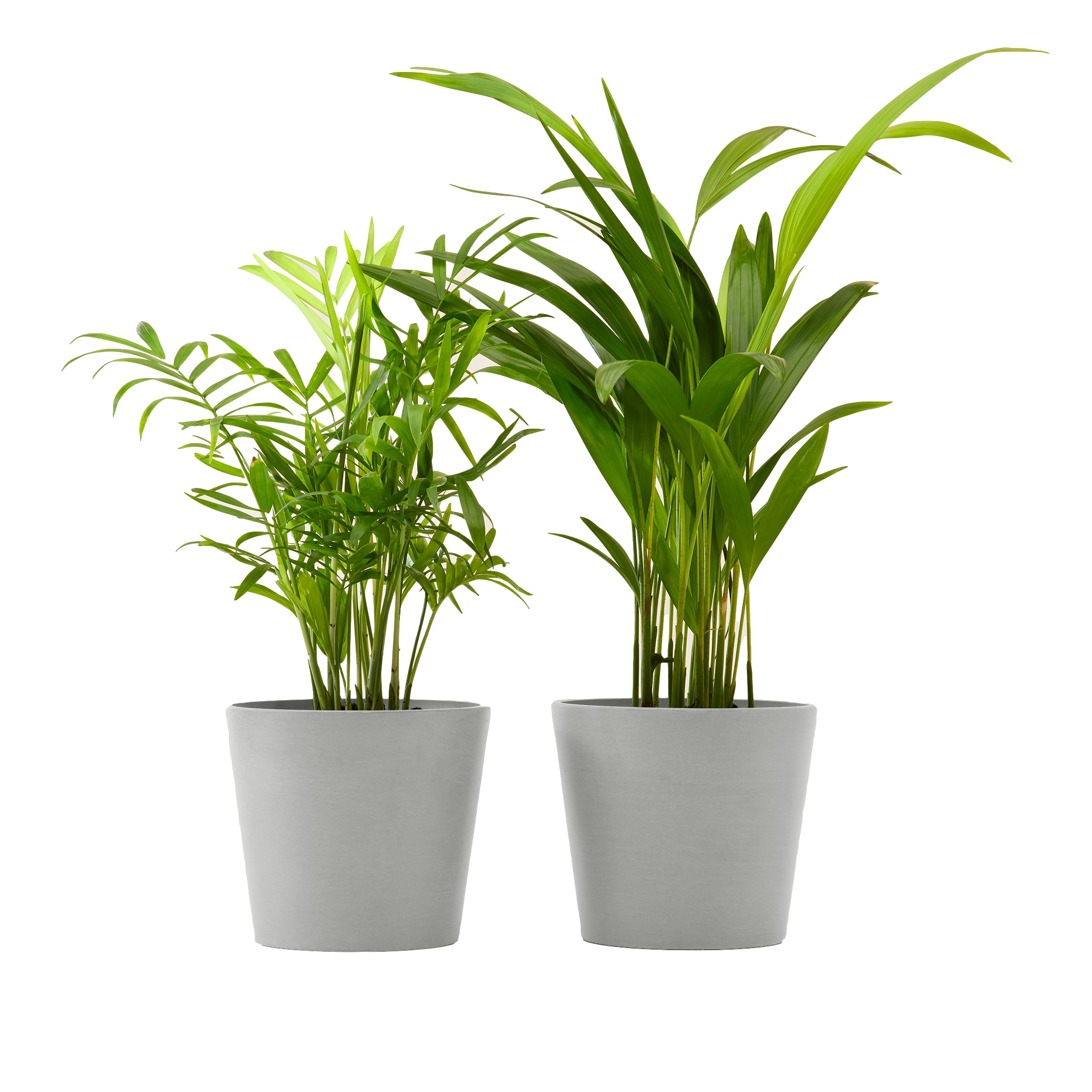 Plante x2 - Palmier areca et chamedora 40 cm pot blanc gris