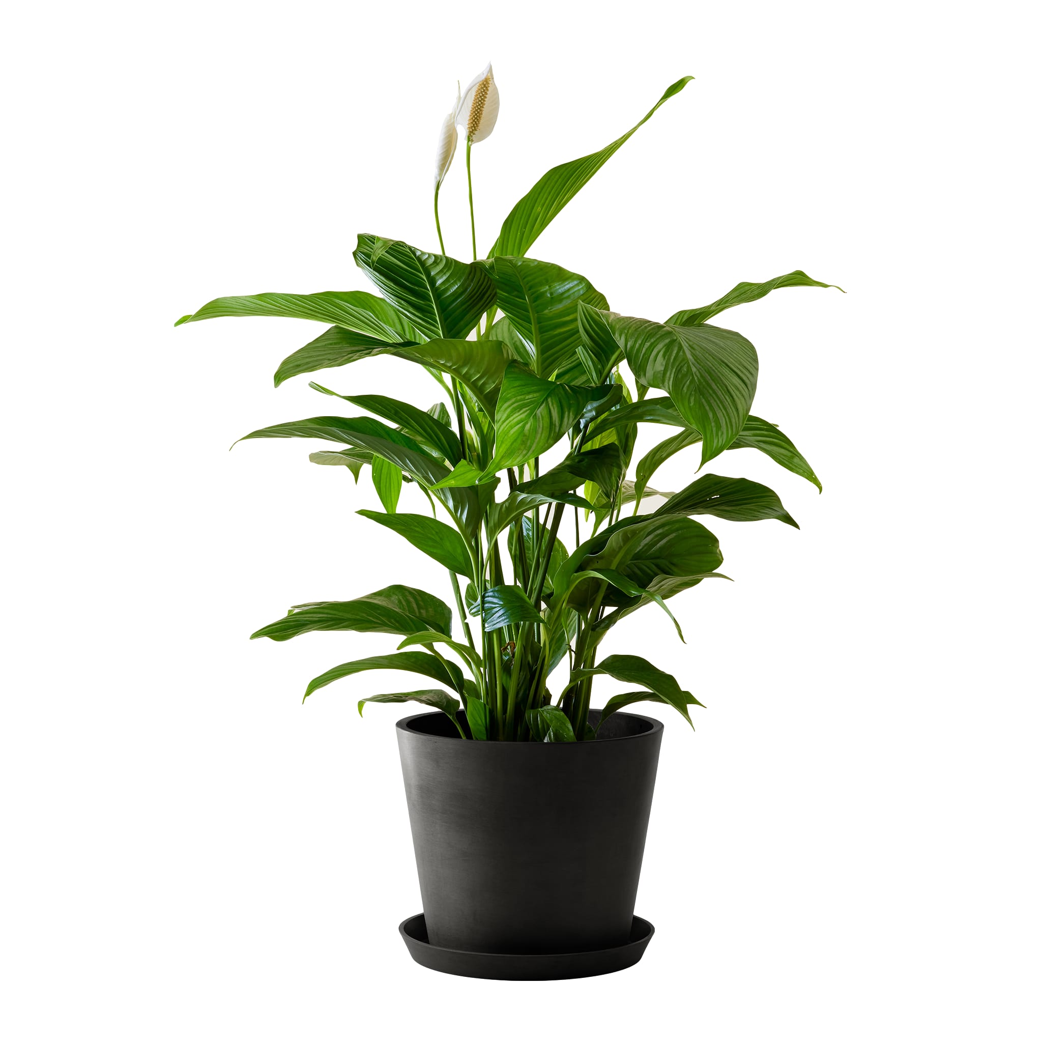 Plante d'intérieur - Spathiphyllum 100 cm en pot noir