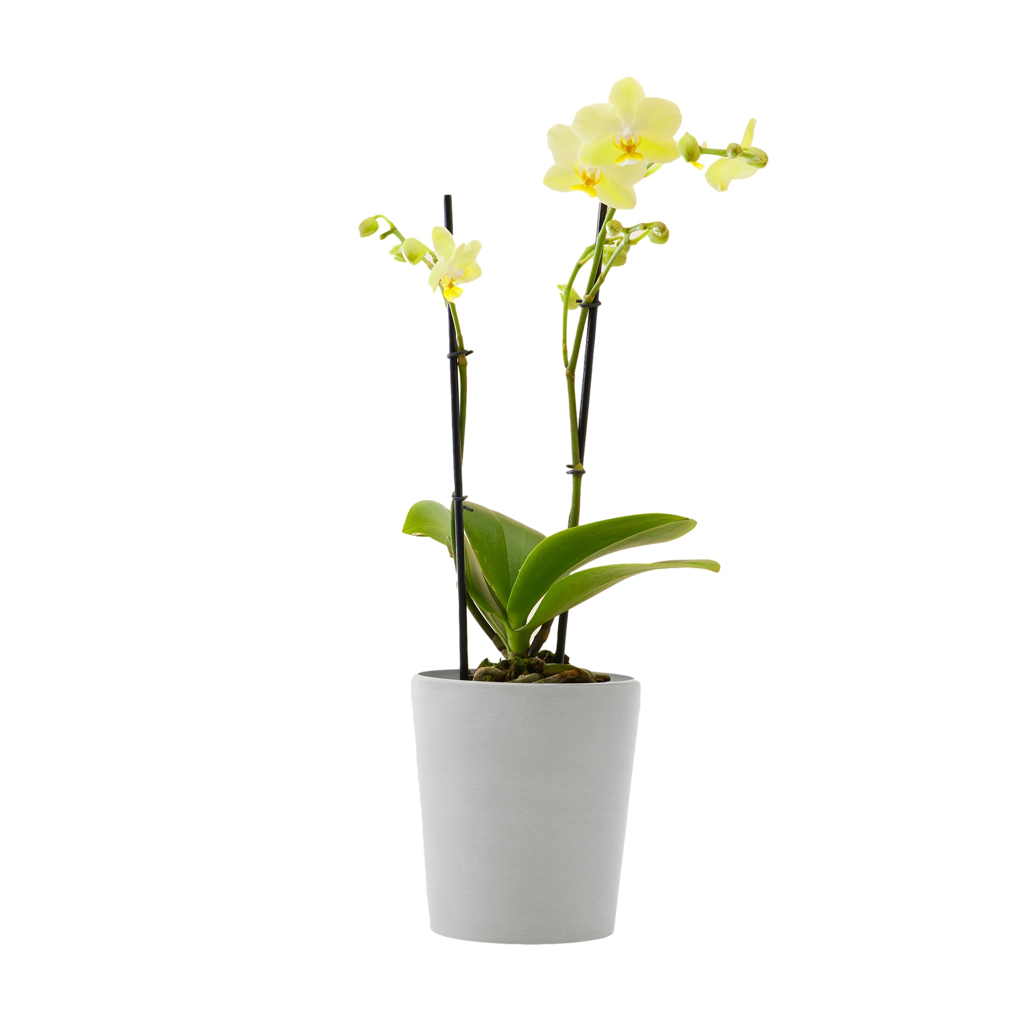 Plante d'intérieur - Orchidée jaune 50 cm en pot blanc gris Plante d'intérieur - Orchidée jaune 50 cm en pot blanc gris