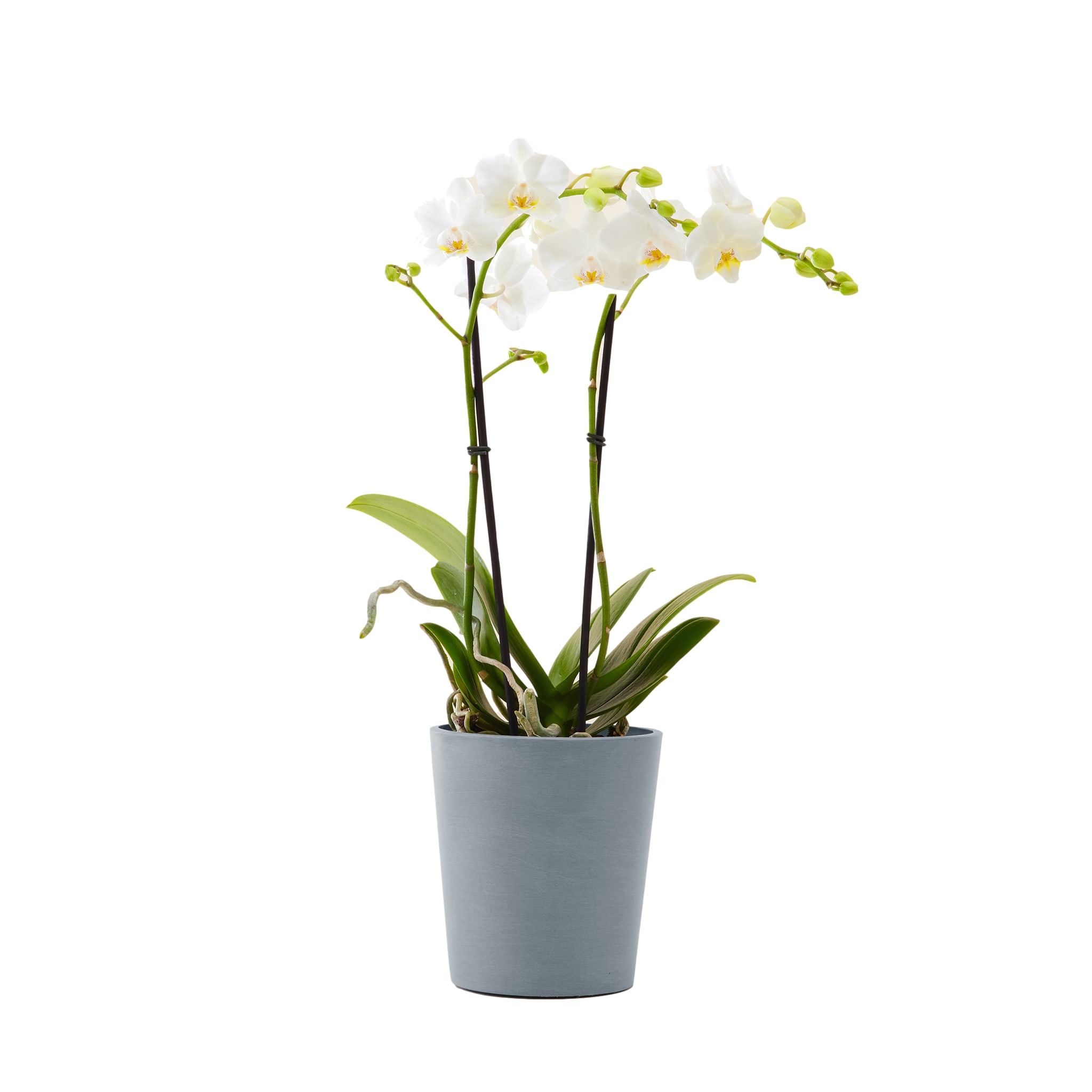 Plante d'intérieur - Orchidée blanche 50 cm en pot bleu gris Plante d'intérieur - Orchidée blanche 50 cm en pot bleu gris