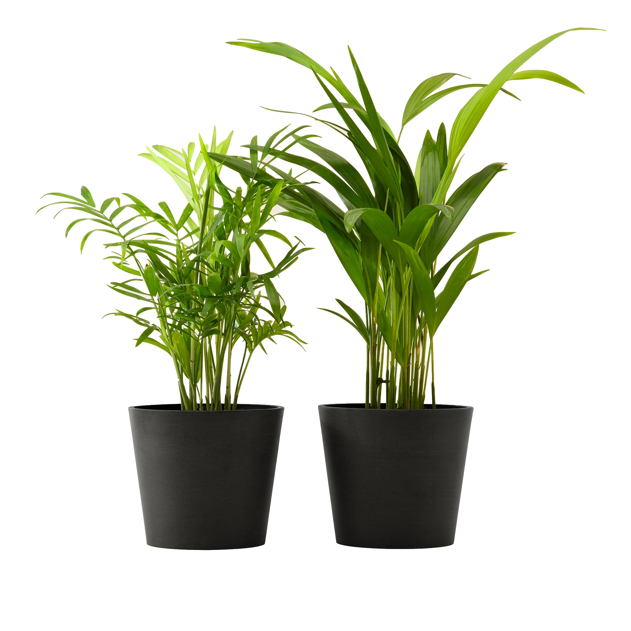 Plante x2 - Palmier areca et chamedora 40 cm pot noir (photo) Plante x2 - Palmier areca et chamedora 40 cm pot noir