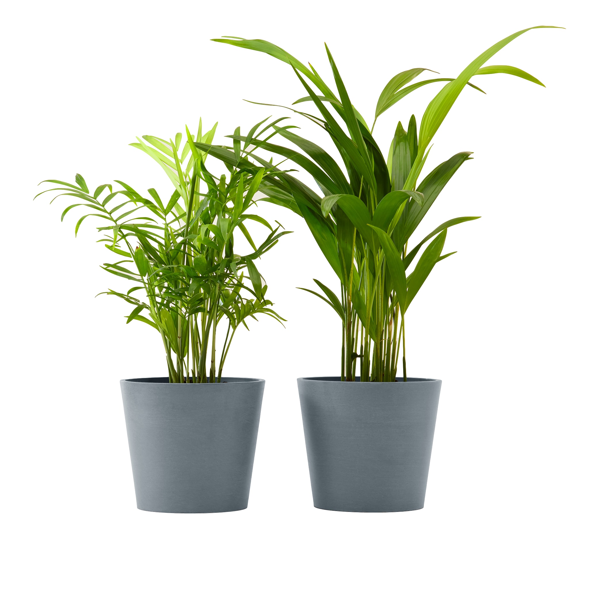 Plante x2 - Palmier areca et chamedora 40 cm pot bleu gris (photo) Plante x2 - Palmier areca et chamedora 40 cm pot bleu gris
