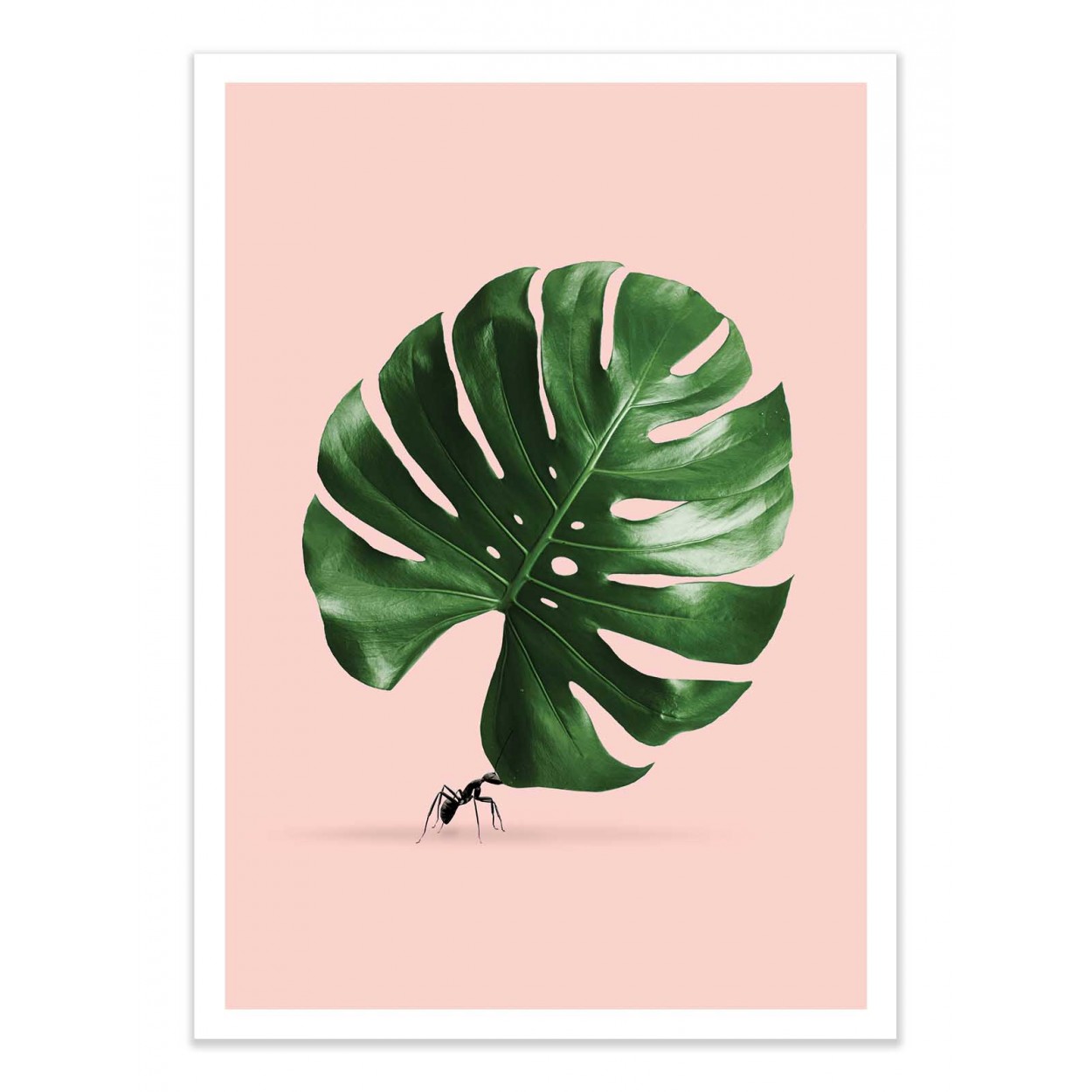 MONSTERA ANT - Affiche d'art 50 x 70 cm MONSTERA ANT - Affiche d'art 50 x 70 cm