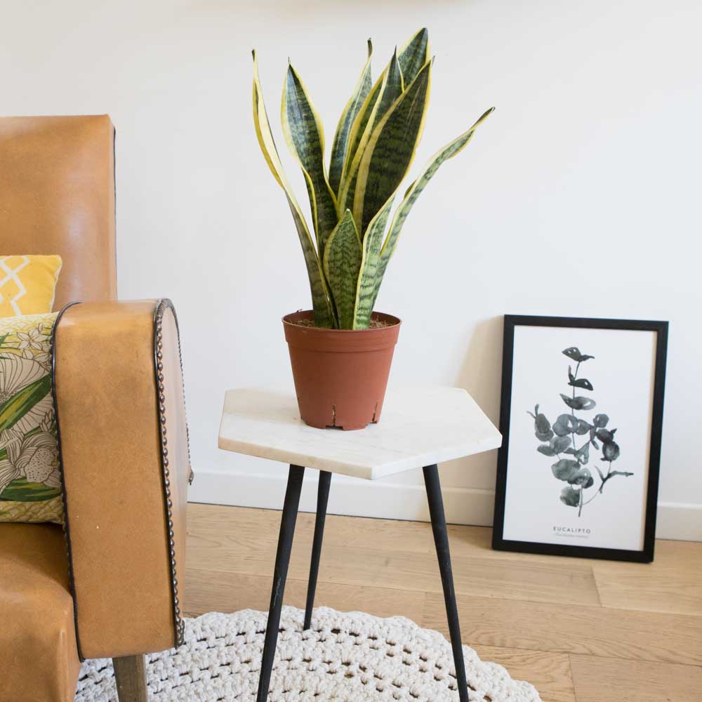 Sansevieria ou langue de belle mère sans cache-pot