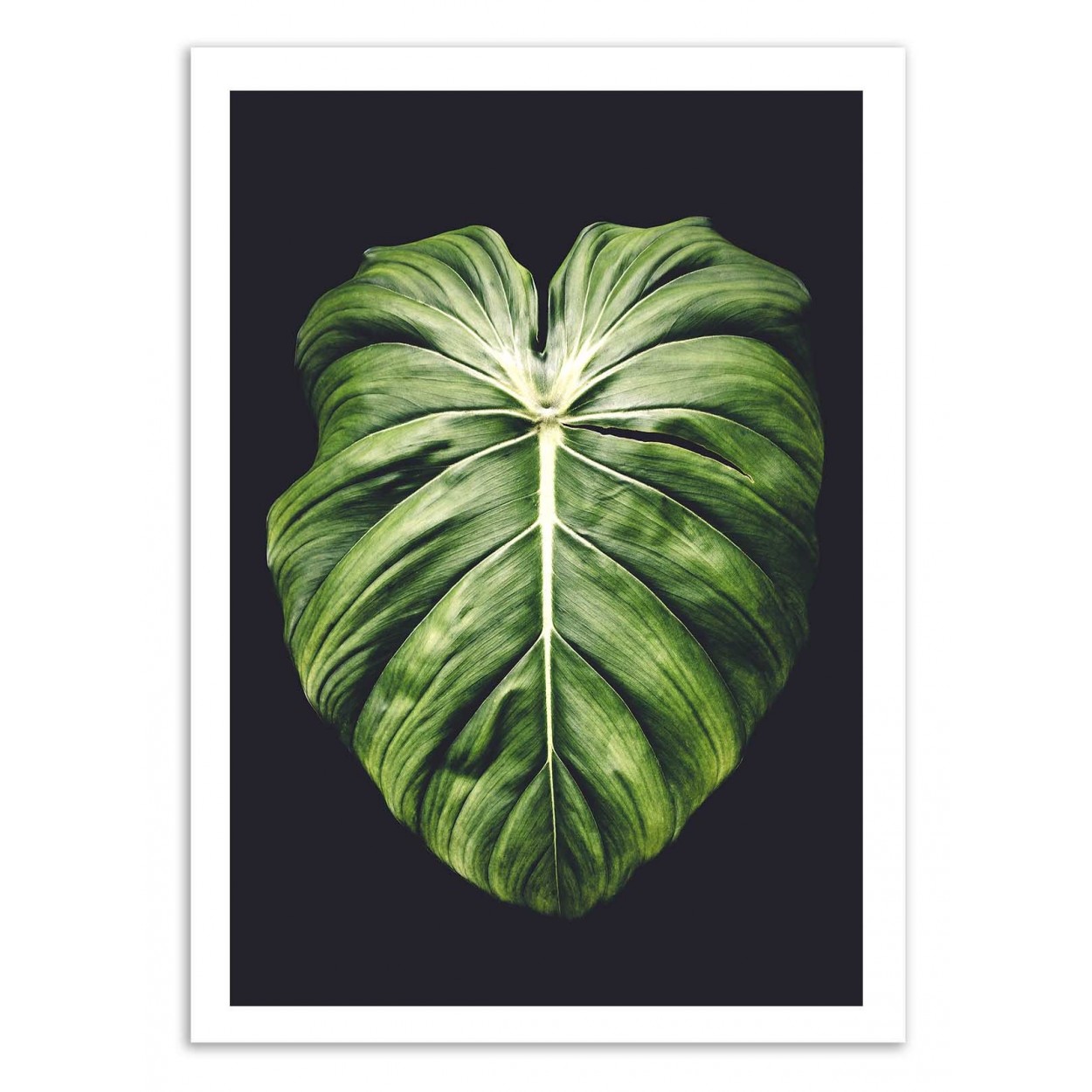 ONE LEAF - Affiche d'art 50 x 70 cm ONE LEAF - Affiche d'art 50 x 70 cm