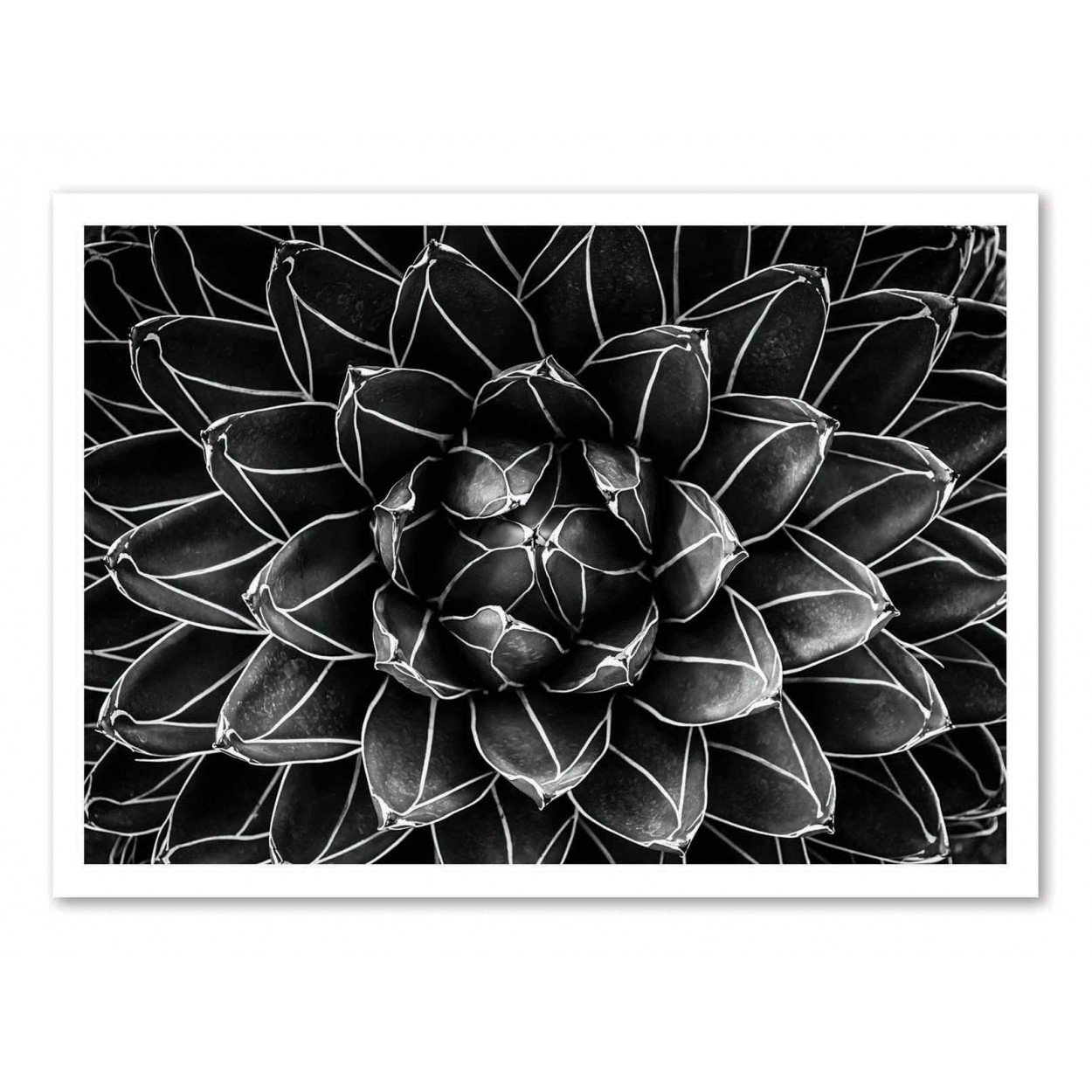 NATURAL MATH - Affiche d'art 50 x 70 cm NATURAL MATH - Affiche d'art 50 x 70 cm
