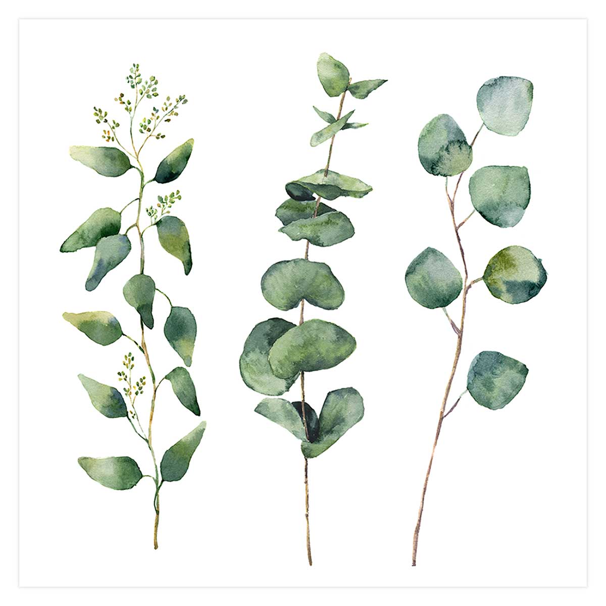 Affiche aquarelle eucalyptus Affiche seule Affiche aquarelle eucalyptus Affiche seule