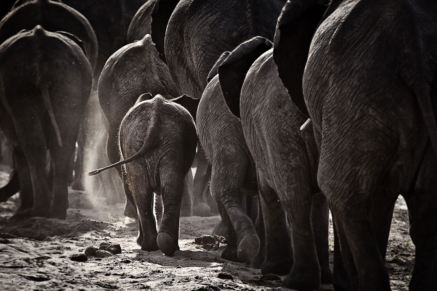 Tableau animaux cap afrique Tableau alu Dibond Tableau animaux cap afrique Tableau alu Dibond