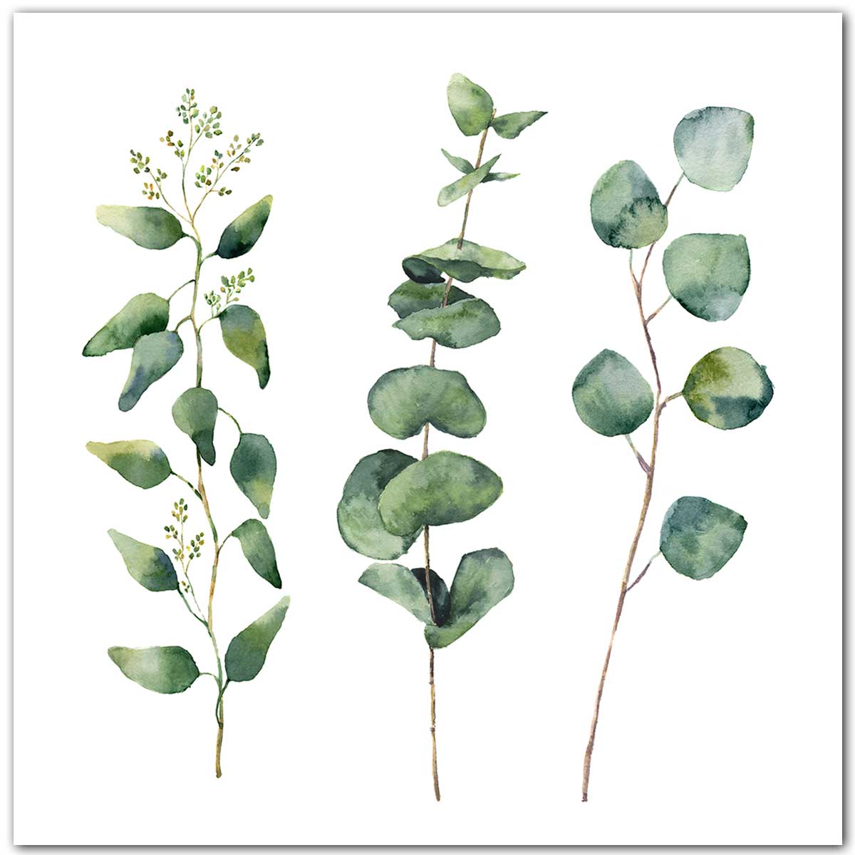Affiche aquarelle eucalyptus 30x30cm Affiche aquarelle eucalyptus 30x30cm