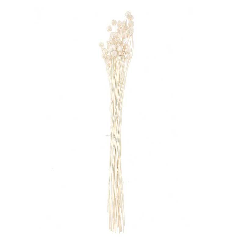 Cardères japonais séchés naturel 70cm Cardères japonais séchés naturel 70cm
