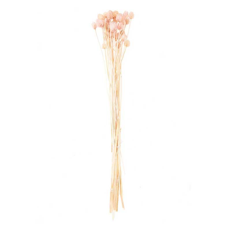 Cardères japonais séchés rose 70cm