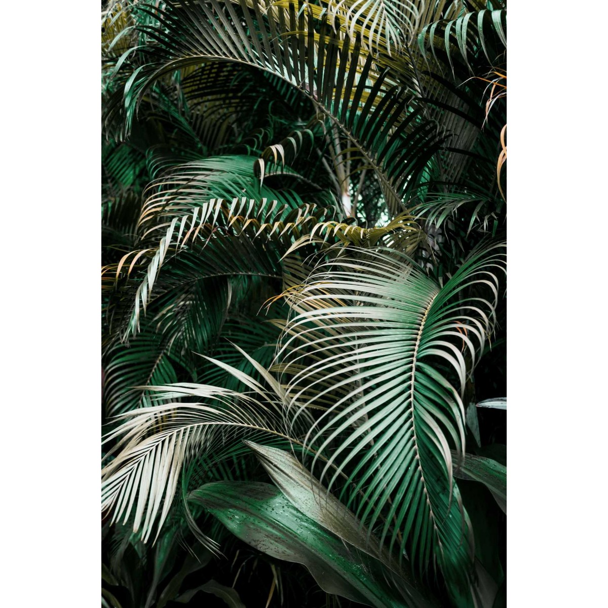 Tableau sur verre palmier vert 45x65cm