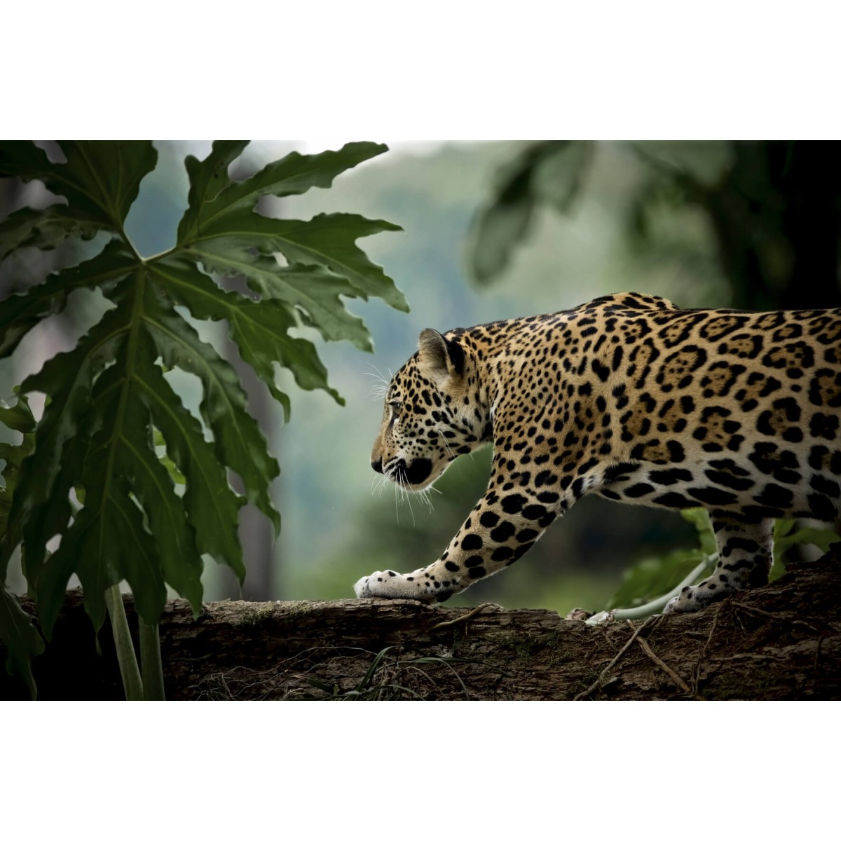 Tableau sur verre jaguar en chasse 45x65cm