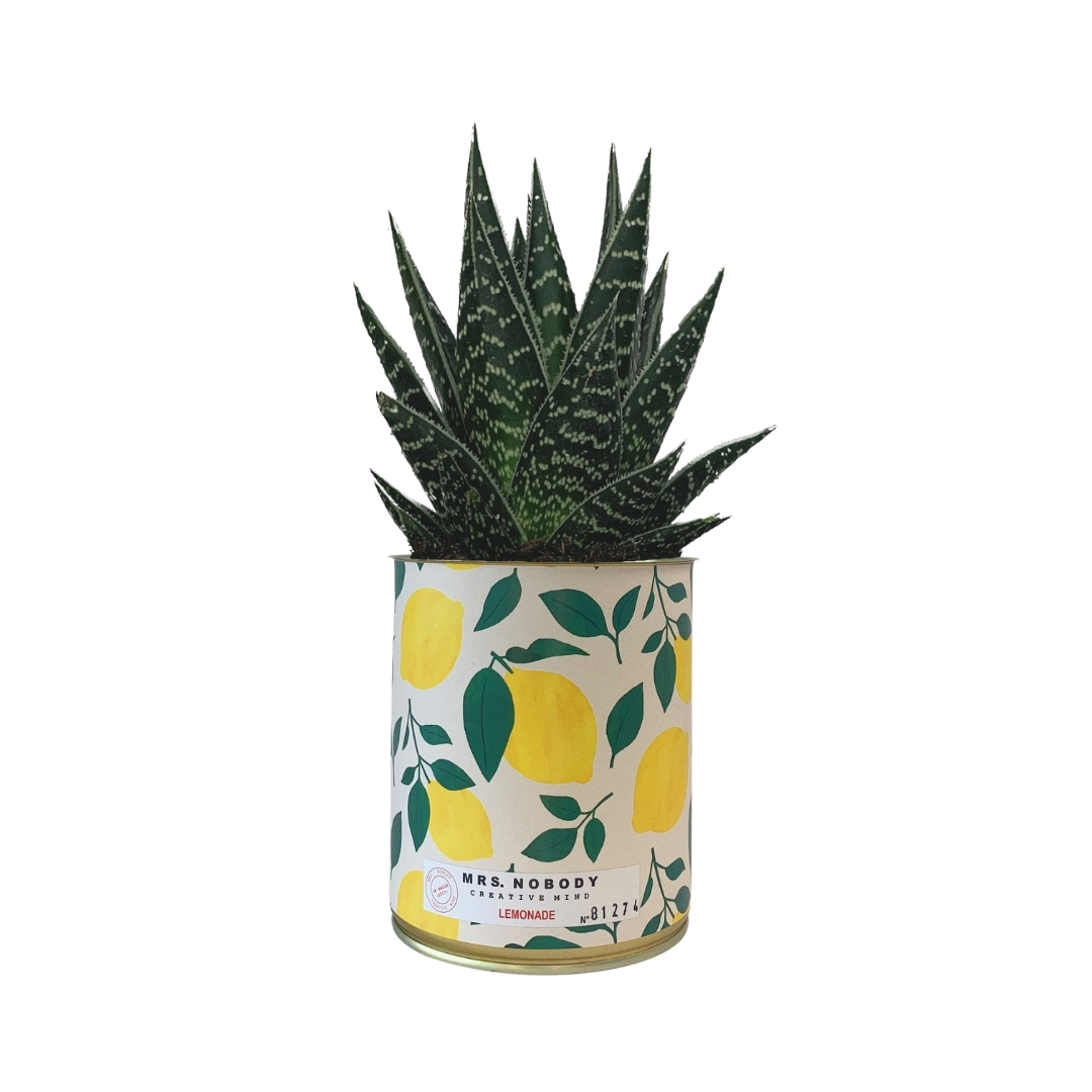Cactus ou Succulente - Lemonade - Aloe Cactus ou Succulente - Lemonade - Aloe