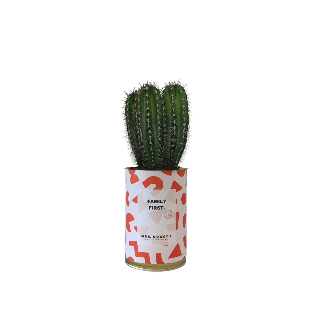 Cactus ou Succulente - Family First - Cactus Colonne Cactus ou Succulente - Family First - Cactus Colonne