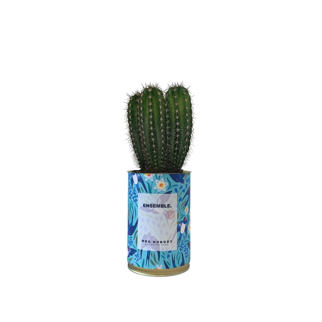 Cactus ou Succulente - Ensemble - Cactus Colonne