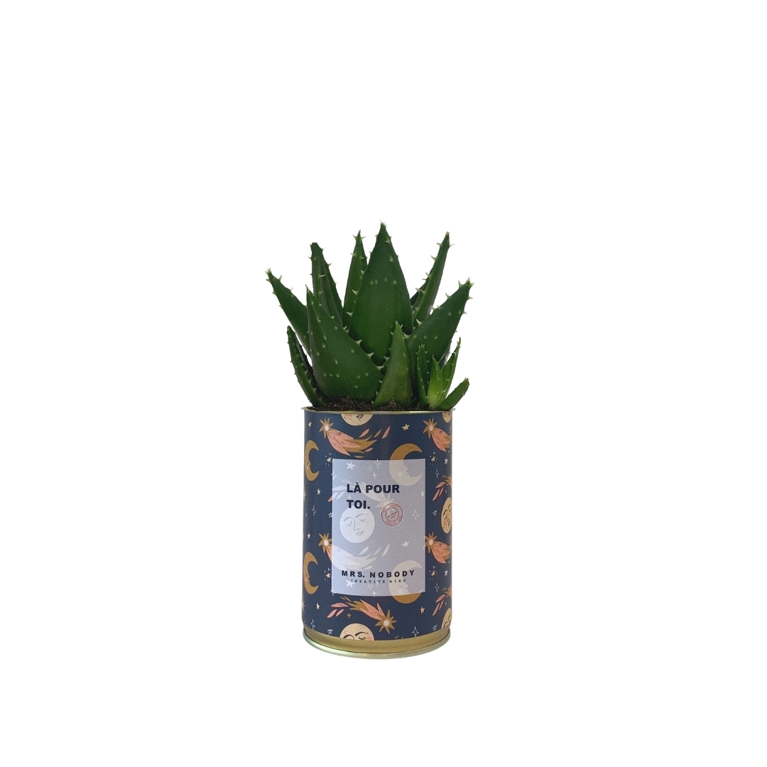 Cactus ou Succulente - Là Pour Toi - Aloe Cactus ou Succulente - Là Pour Toi - Aloe