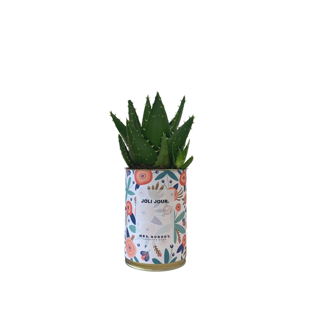 Cactus ou Succulente - Joli Jour - Aloe Cactus ou Succulente - Joli Jour - Aloe