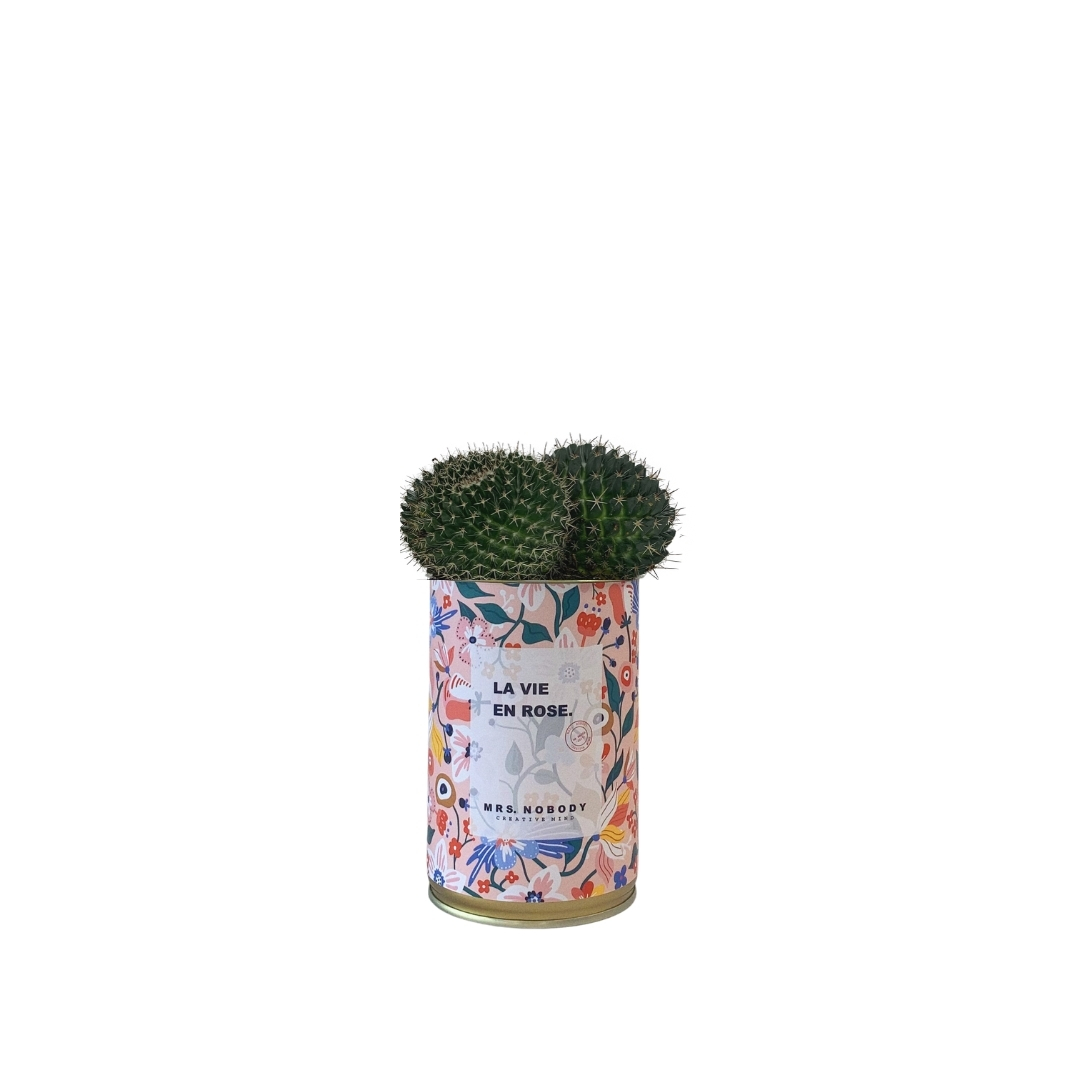 Cactus ou Succulente - La Vie En Rose - Cactus Boule Cactus ou Succulente - La Vie En Rose - Cactus Boule
