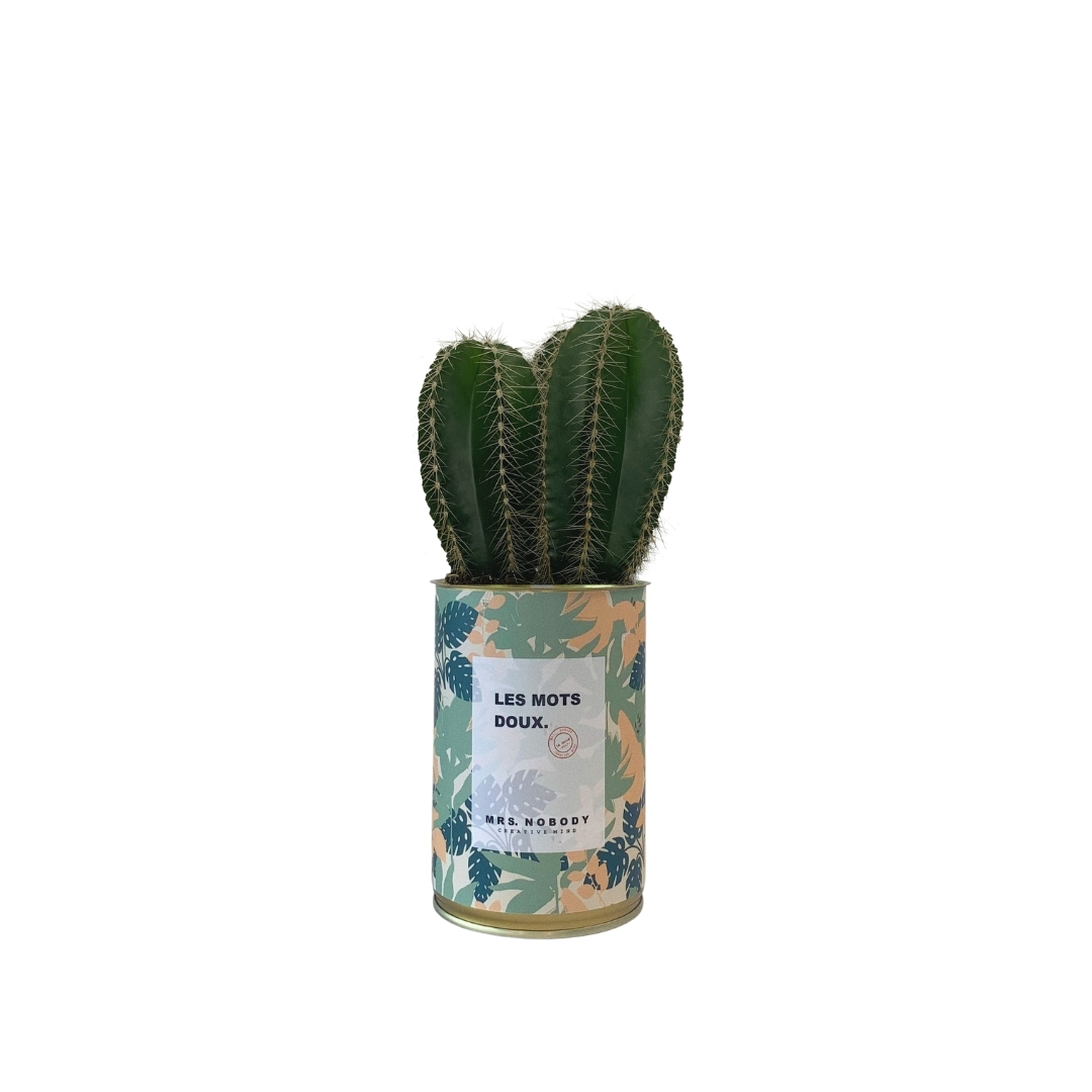 Cactus ou Succulente - Les Mots Doux - Cactus Colonne Cactus ou Succulente - Les Mots Doux - Cactus Colonne