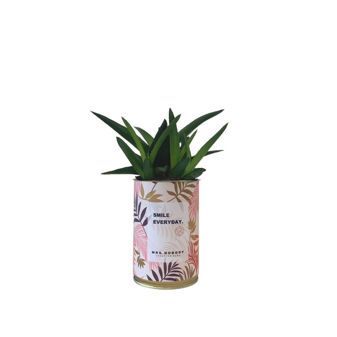 Cactus ou Succulente - Smile Everyday - Haworthia