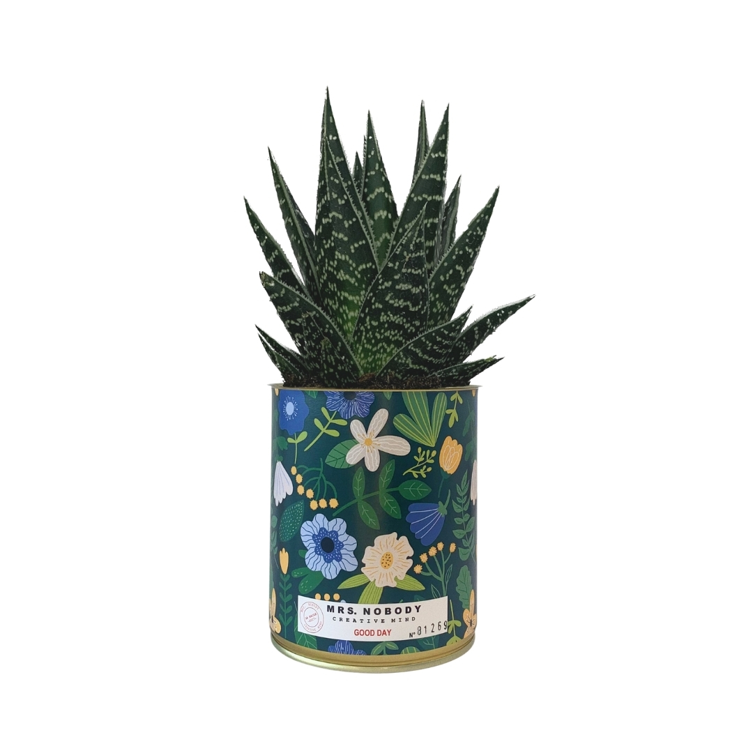 Cactus ou Succulente - Good Day - Aloe Cactus ou Succulente - Good Day - Aloe