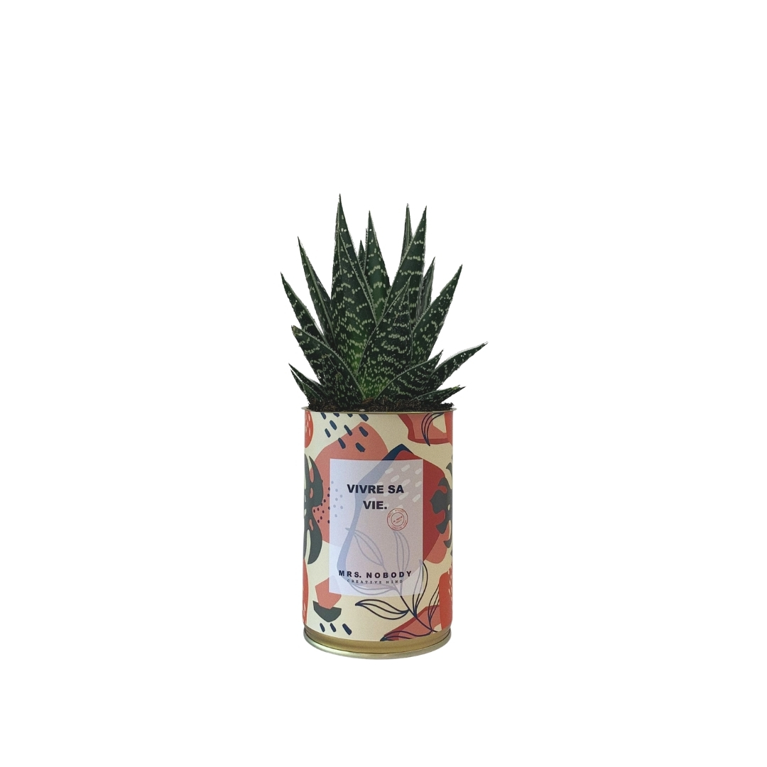 Cactus ou Succulente - Vivre Sa Vie - Aloe