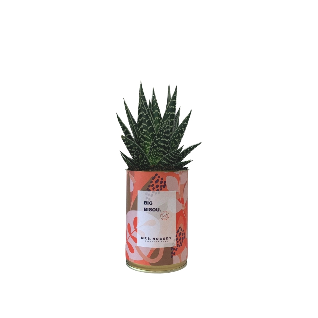 Cactus ou Succulente - Big Bisou - Aloe