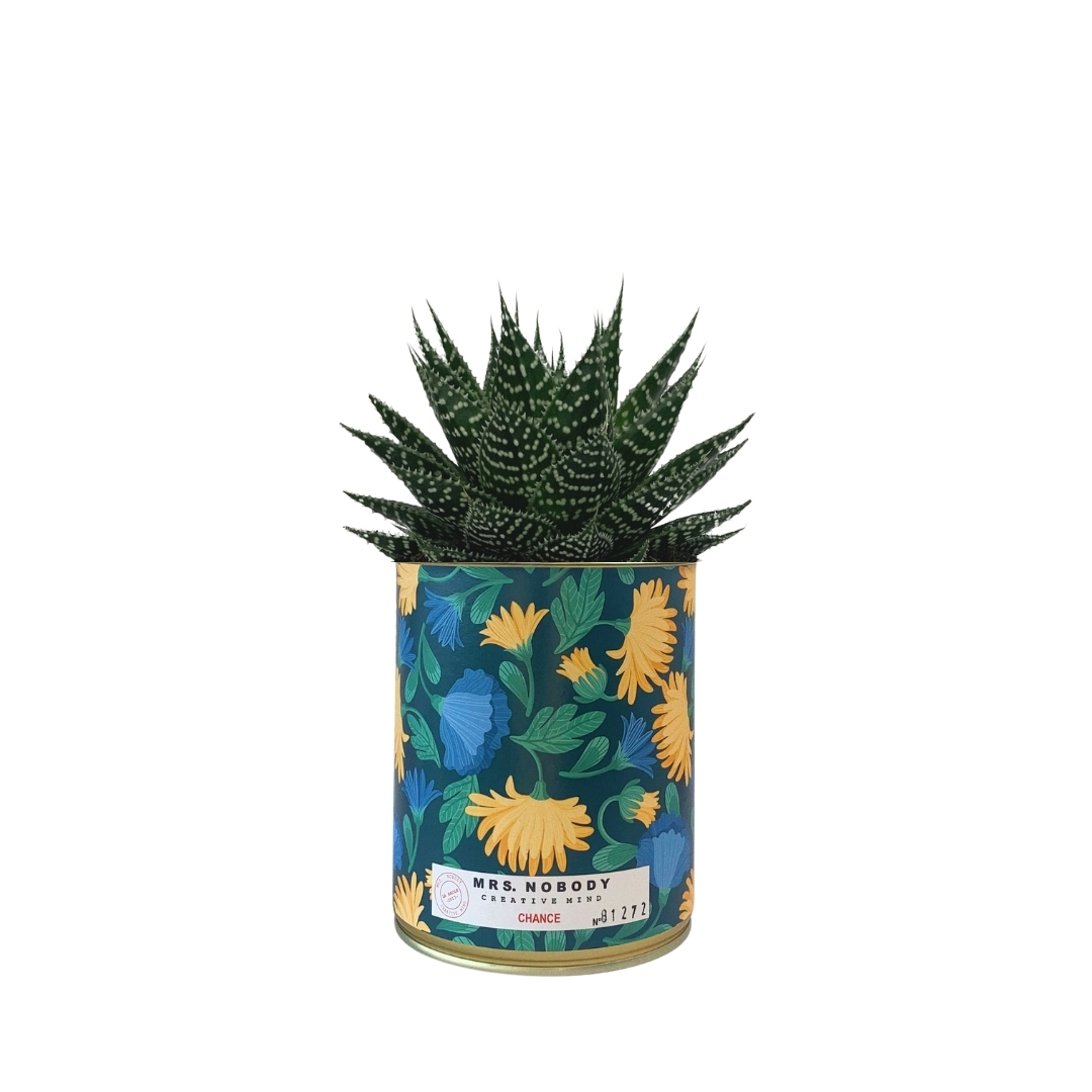 Cactus ou Succulente - Chance - Aloe