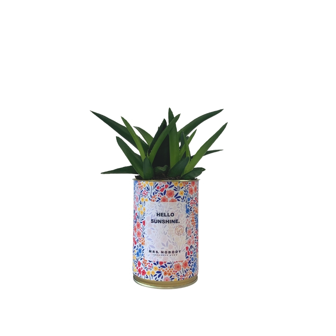 Cactus ou Succulente - Hello Sunshine - Haworthia Cactus ou Succulente - Hello Sunshine - Haworthia