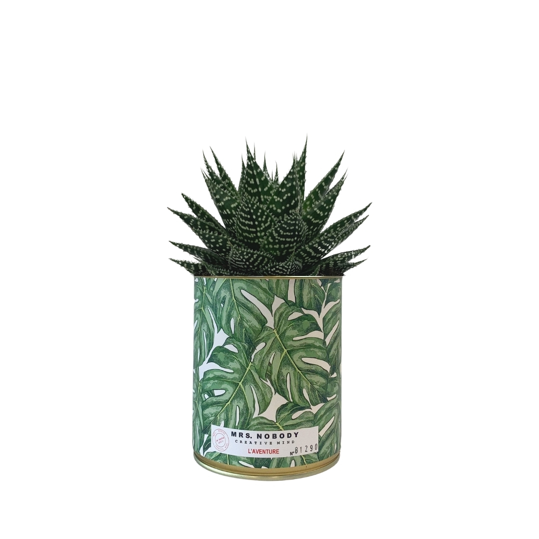 Cactus ou Succulente - L'Aventure - Aloe Cactus ou Succulente - L'Aventure - Aloe