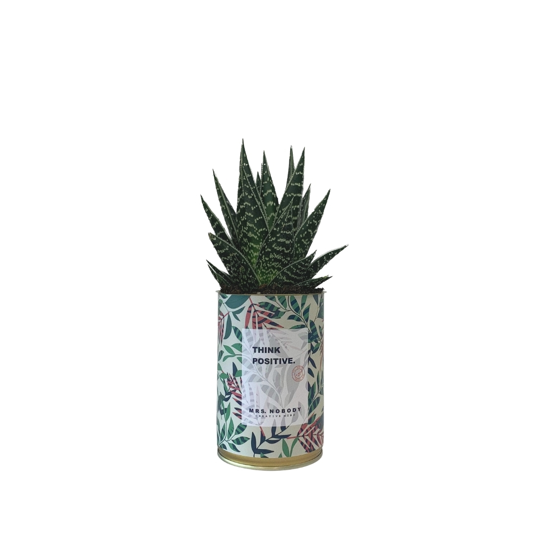 Cactus ou Succulente - Think Positive - Aloe