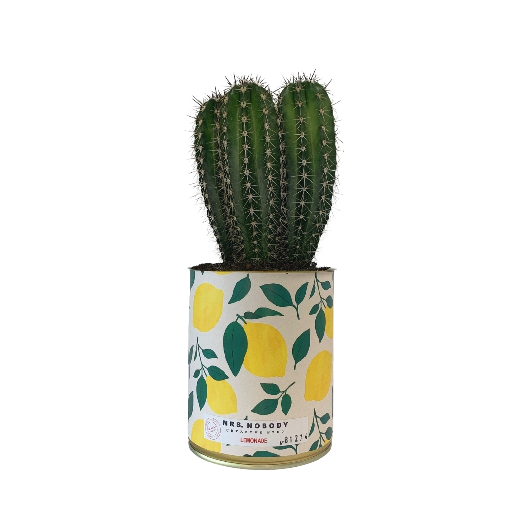Cactus ou Succulente - Lemonade - Cactus Colonne Cactus ou Succulente - Lemonade - Cactus Colonne