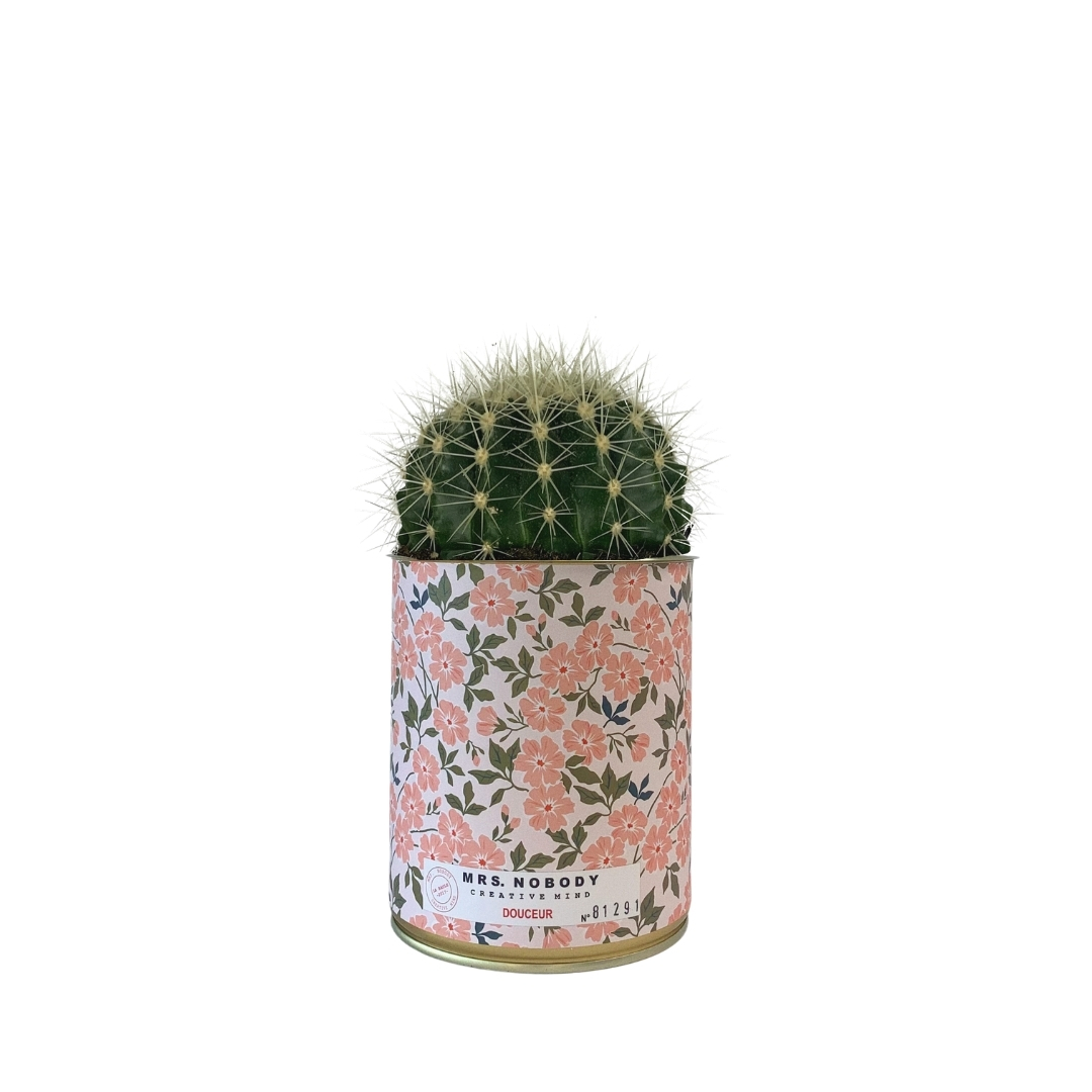 Cactus ou Succulente - Douceur - Cactus Boule