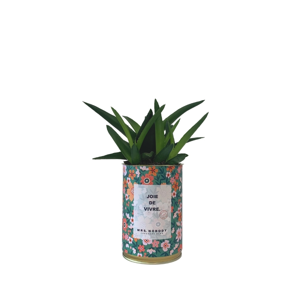 Cactus ou Succulente - Joie De Vivre - Haworthia Cactus ou Succulente - Joie De Vivre - Haworthia