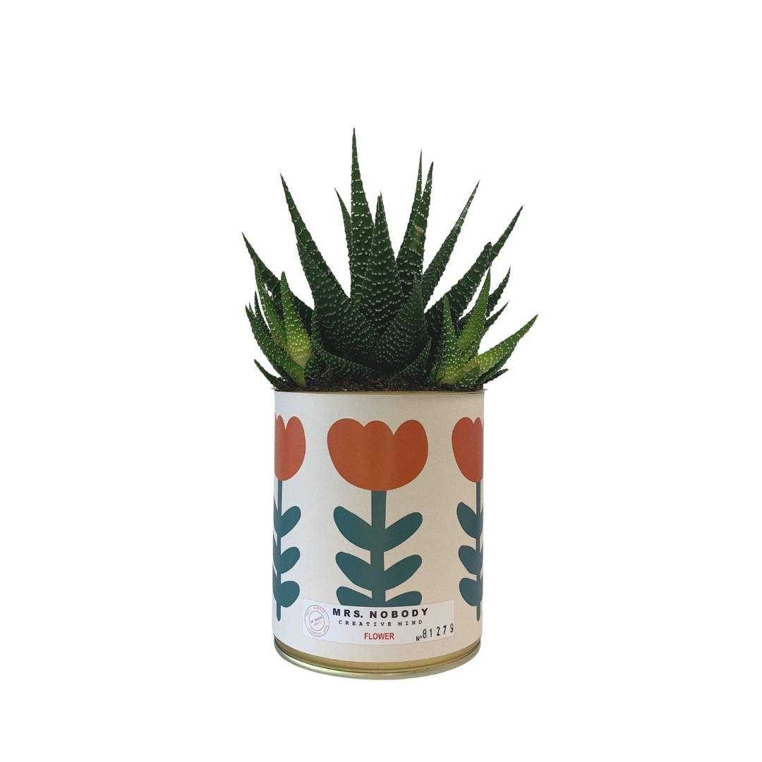 Cactus ou Succulente - Flower - Haworthia Cactus ou Succulente - Flower - Haworthia