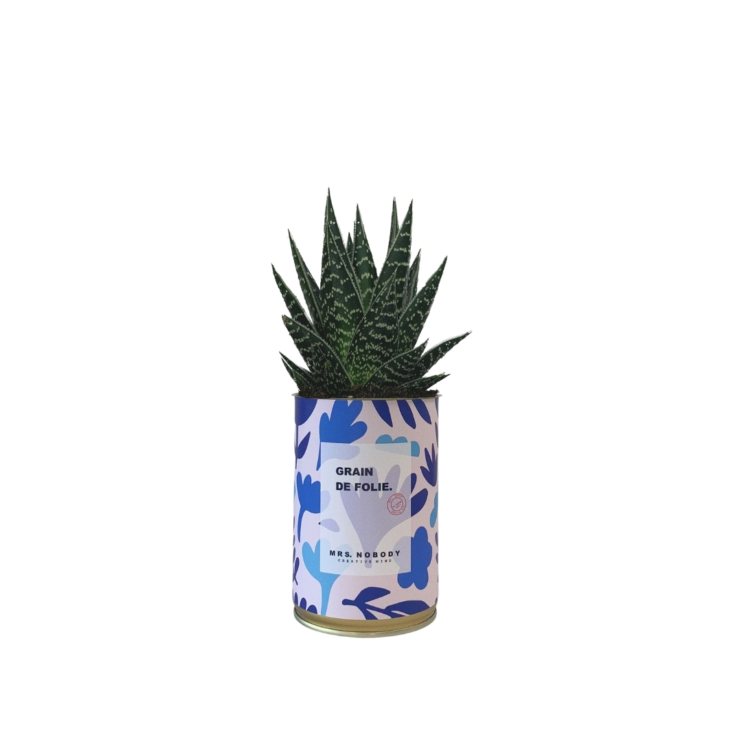 Cactus ou Succulente - Grain de Folie - Aloe Cactus ou Succulente - Grain de Folie - Aloe