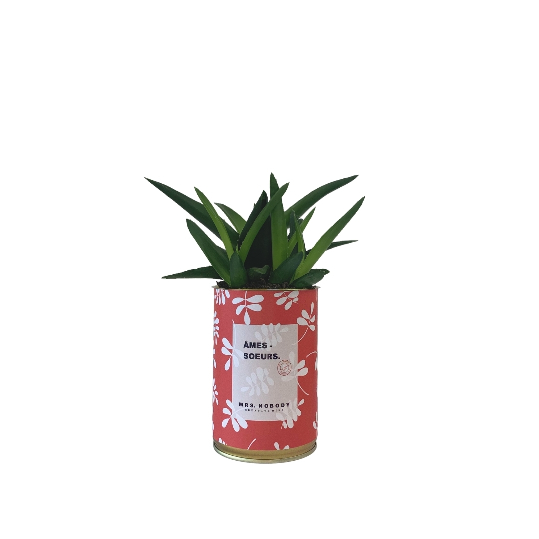 Cactus ou Succulente - Âmes-Sœurs - Haworthia Cactus ou Succulente - Âmes-Sœurs - Haworthia