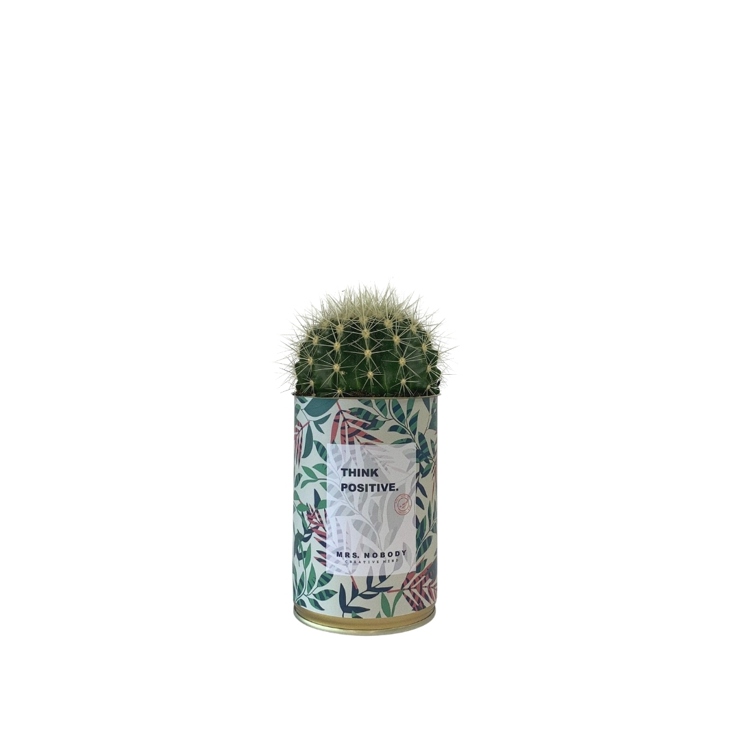 Cactus ou Succulente - Think Positive - Cactus Boule