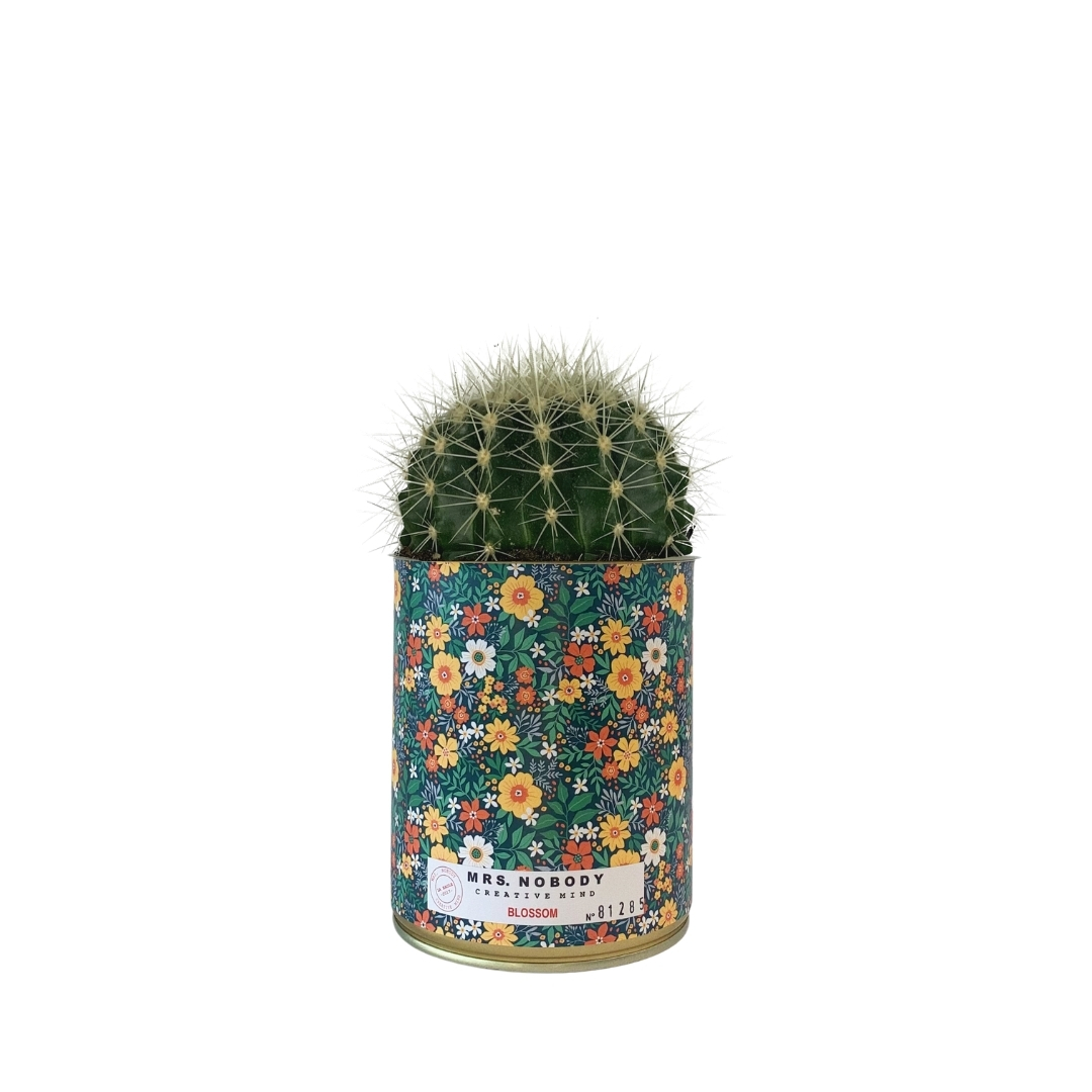 Cactus ou Succulente - Blossom - Cactus Boule Cactus ou Succulente - Blossom - Cactus Boule