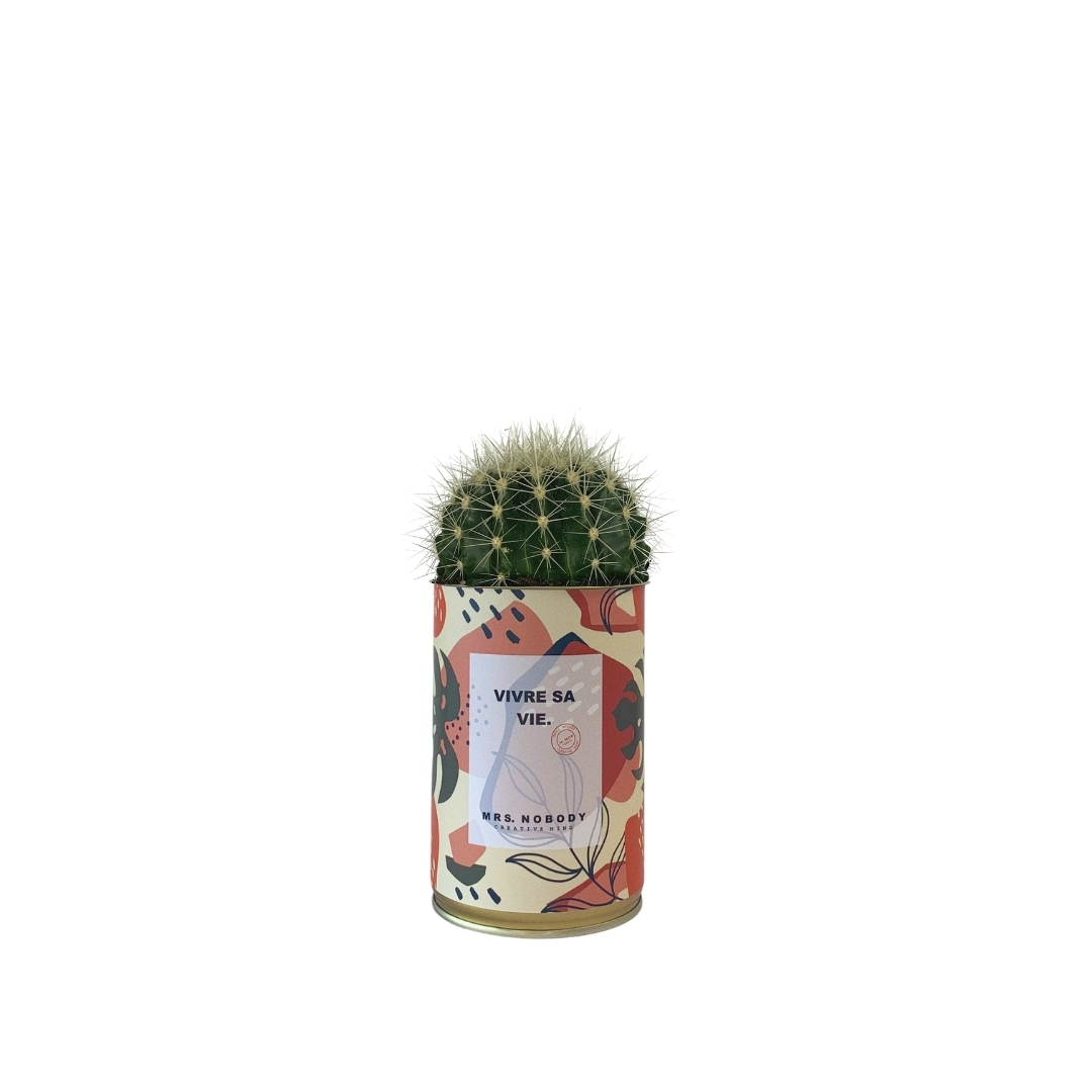 Cactus ou Succulente - Vivre Sa Vie - Cactus Boule