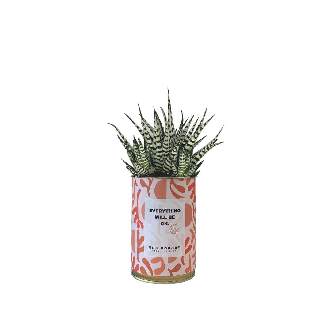 Cactus ou Succulente - Everything Will Be Ok - Haworthia Cactus ou Succulente - Everything Will Be Ok - Haworthia