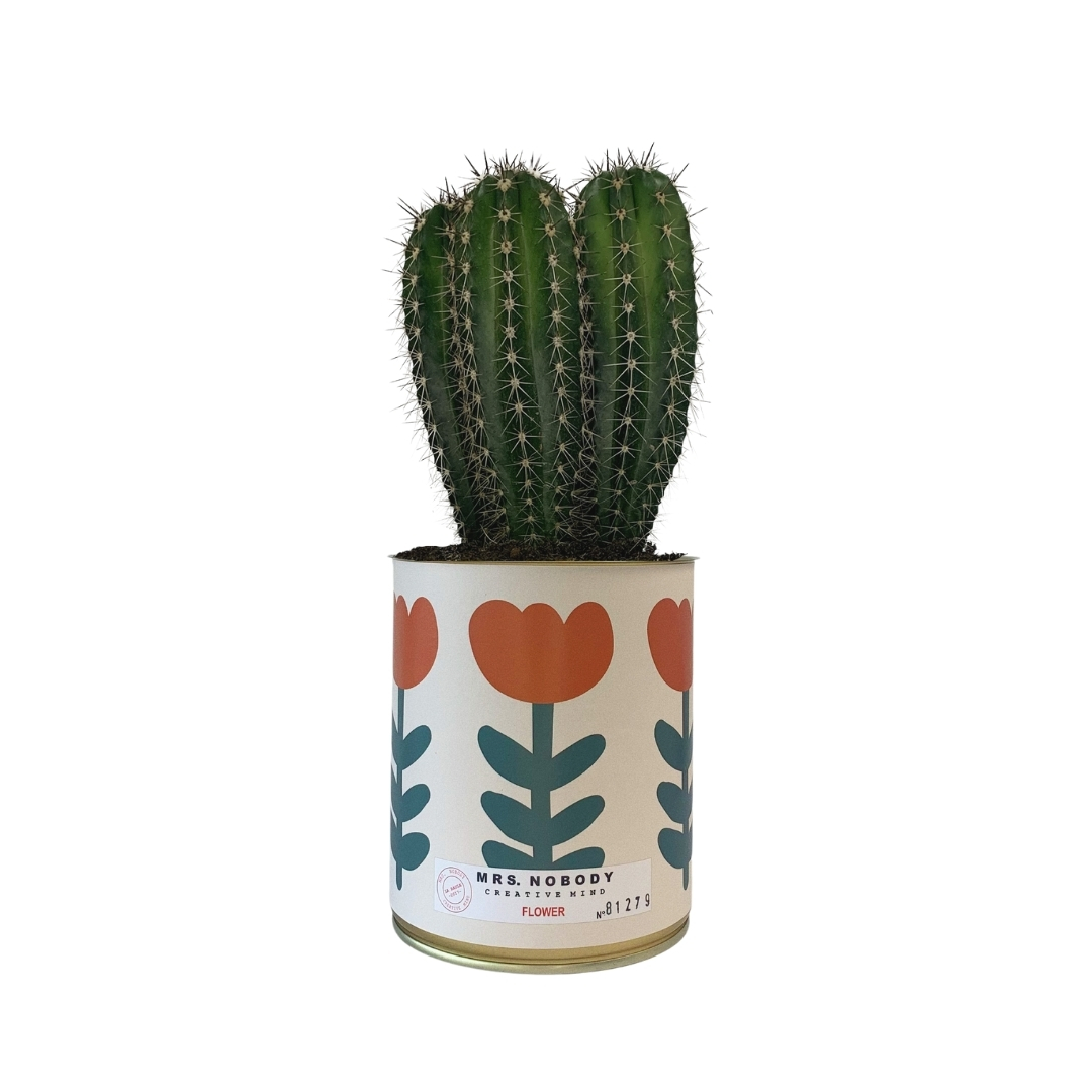 Cactus ou Succulente - Flower - Cactus Colonne Cactus ou Succulente - Flower - Cactus Colonne